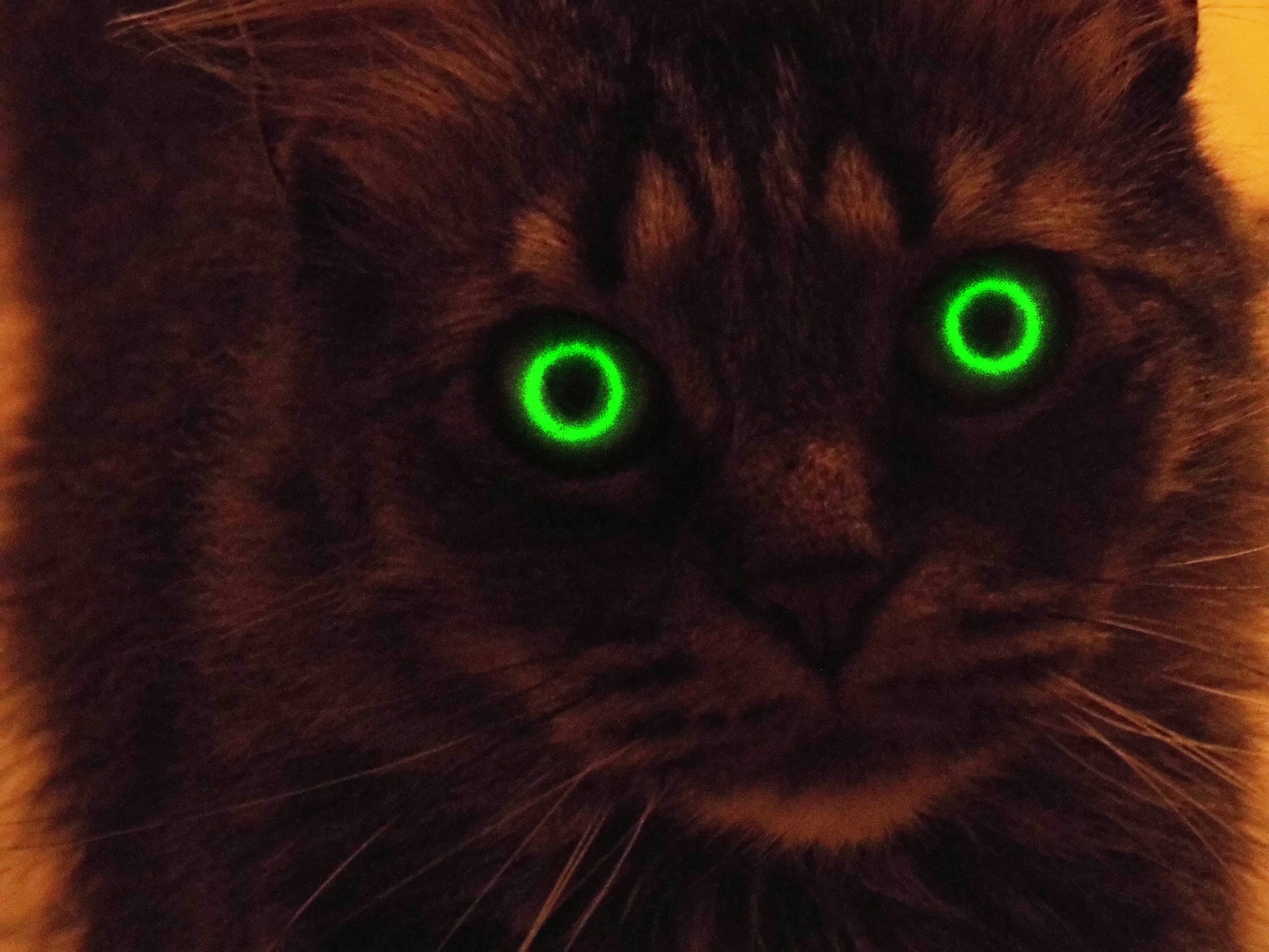 Кот с горящими глазами
