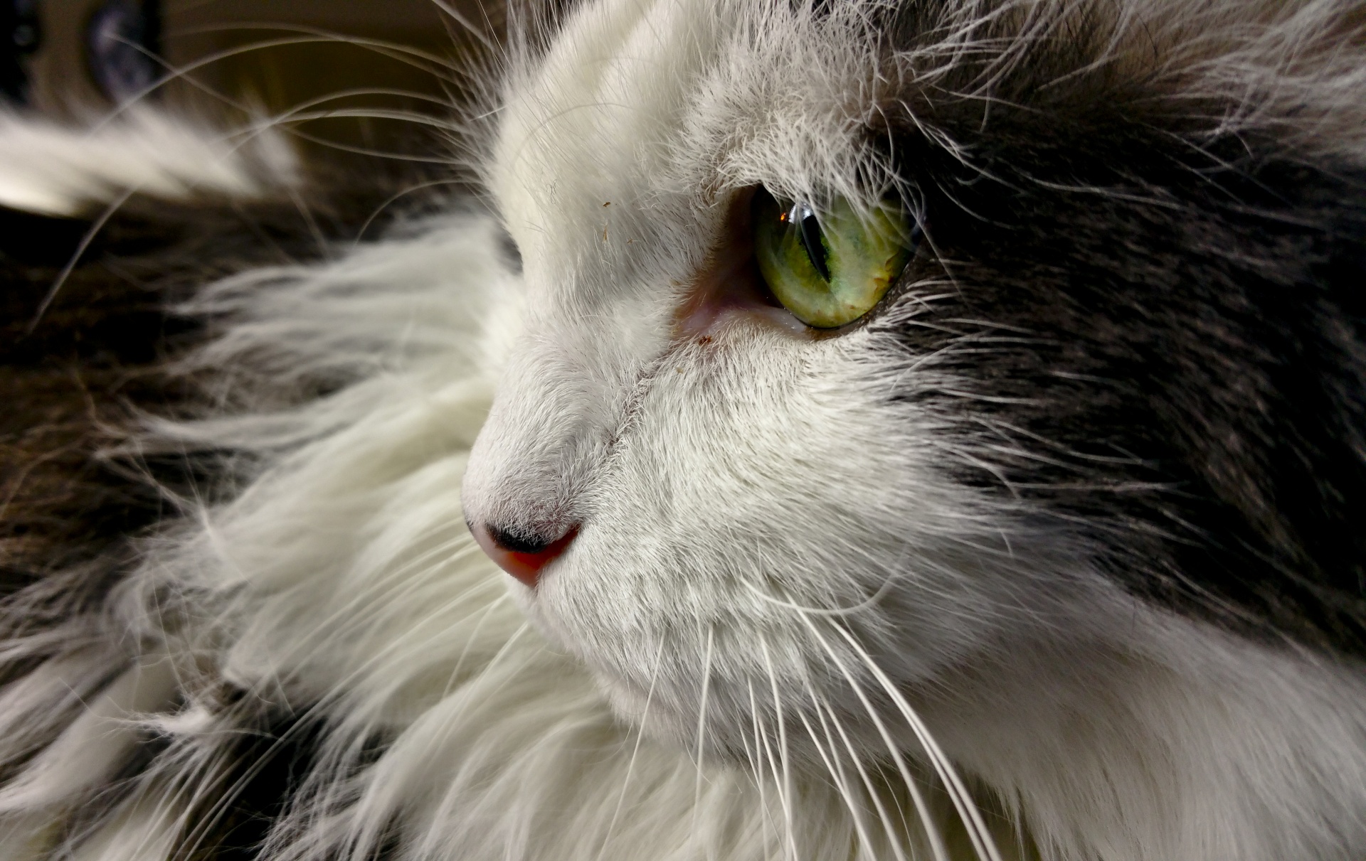 longhair cat green free photo