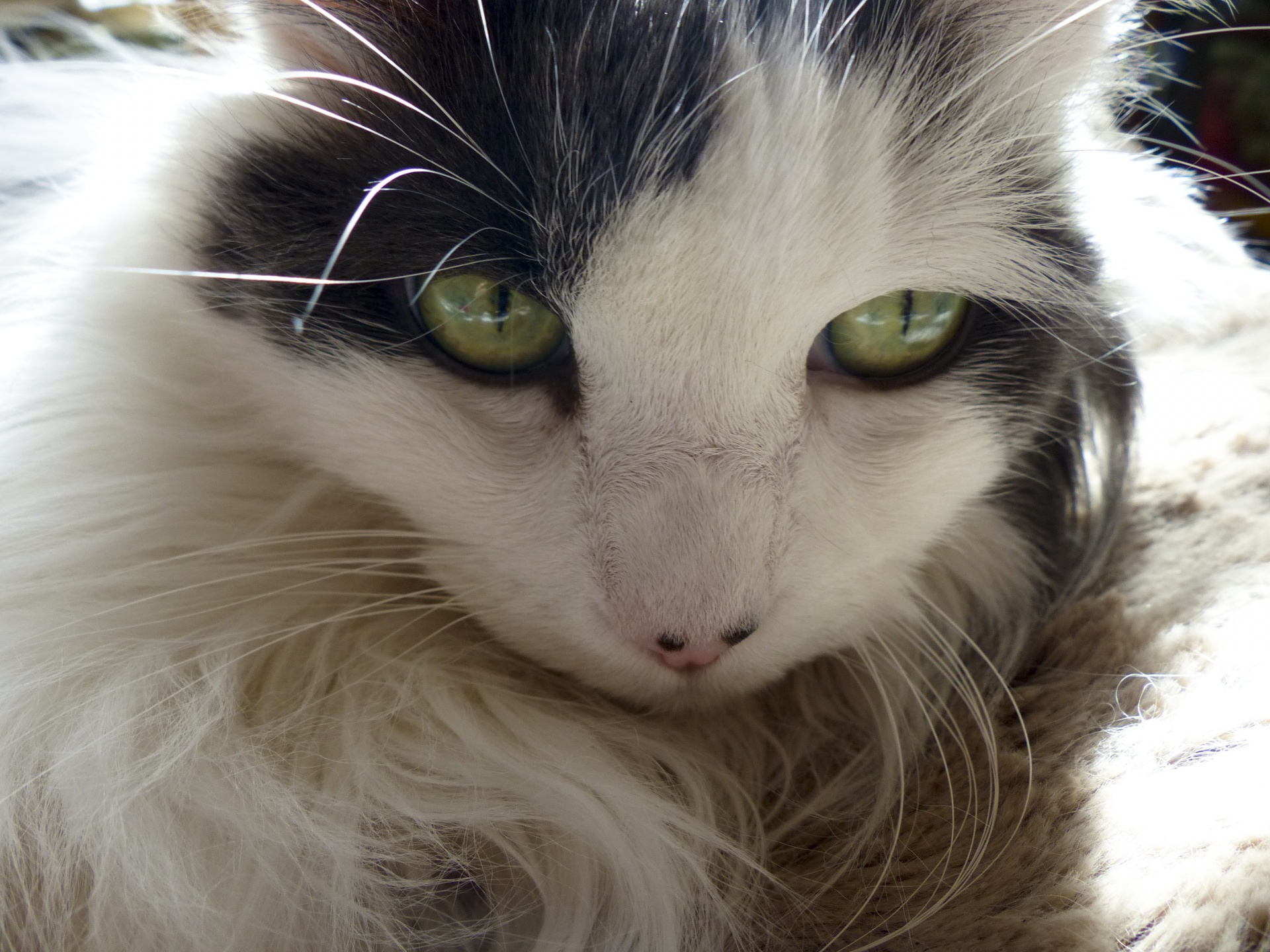 green eyes cat free photo