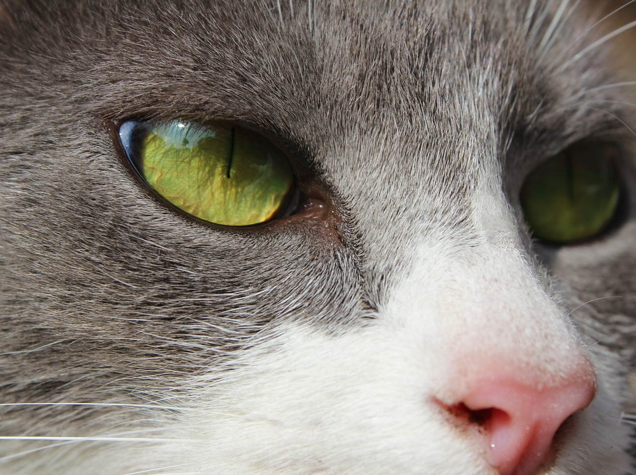 cat eyes face free photo