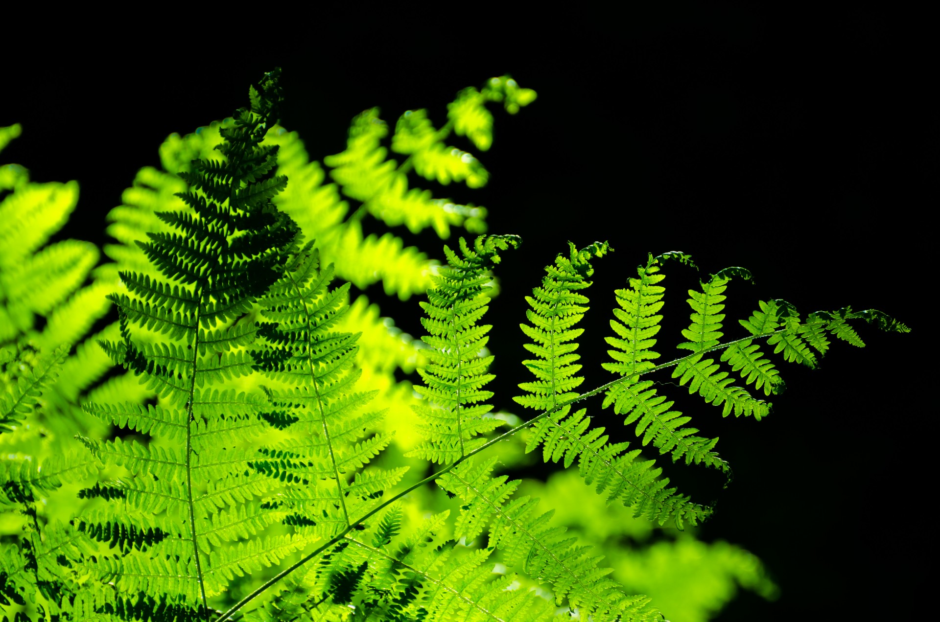 ferns bush forest free photo