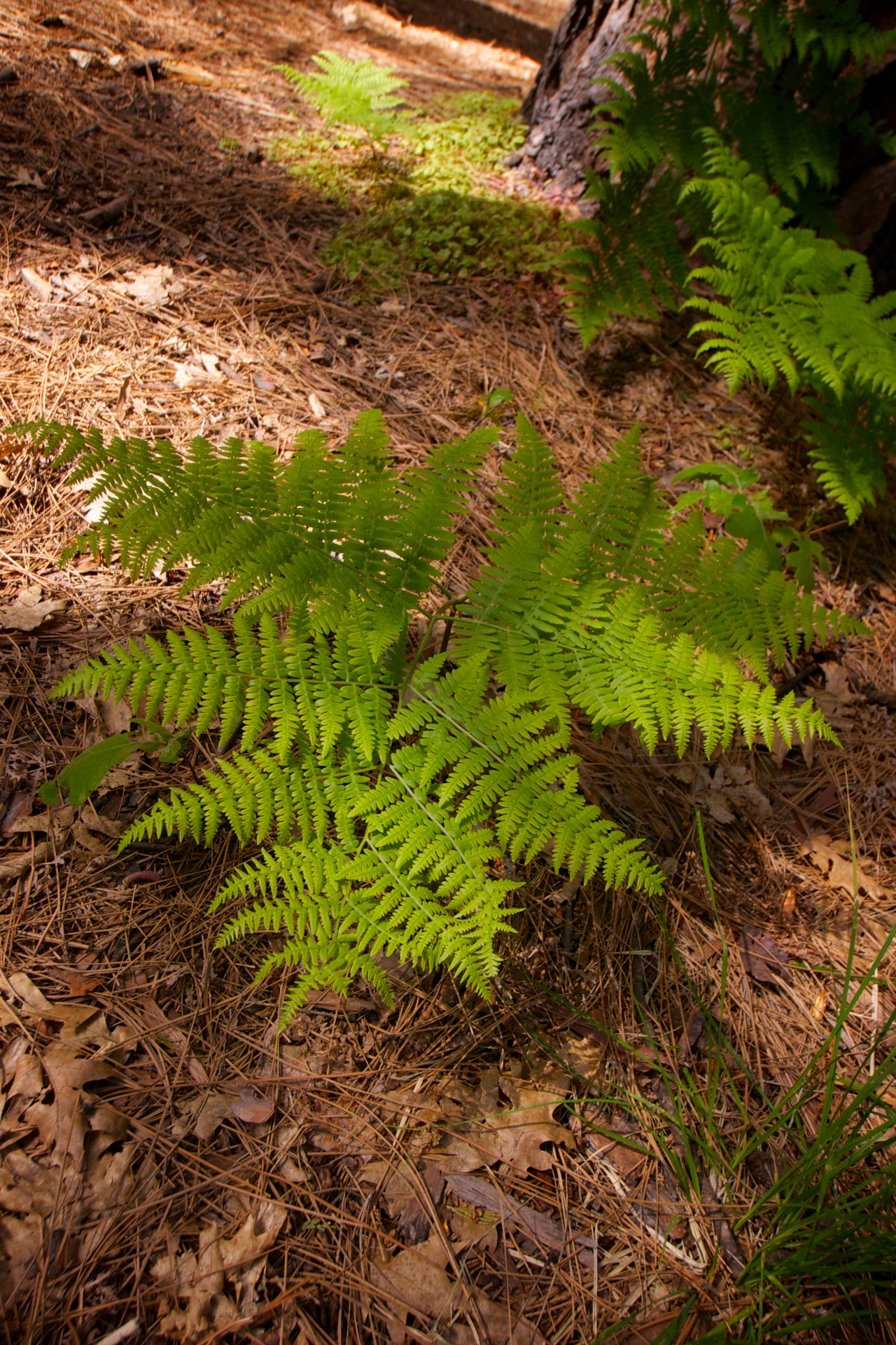 alive environment fern free photo