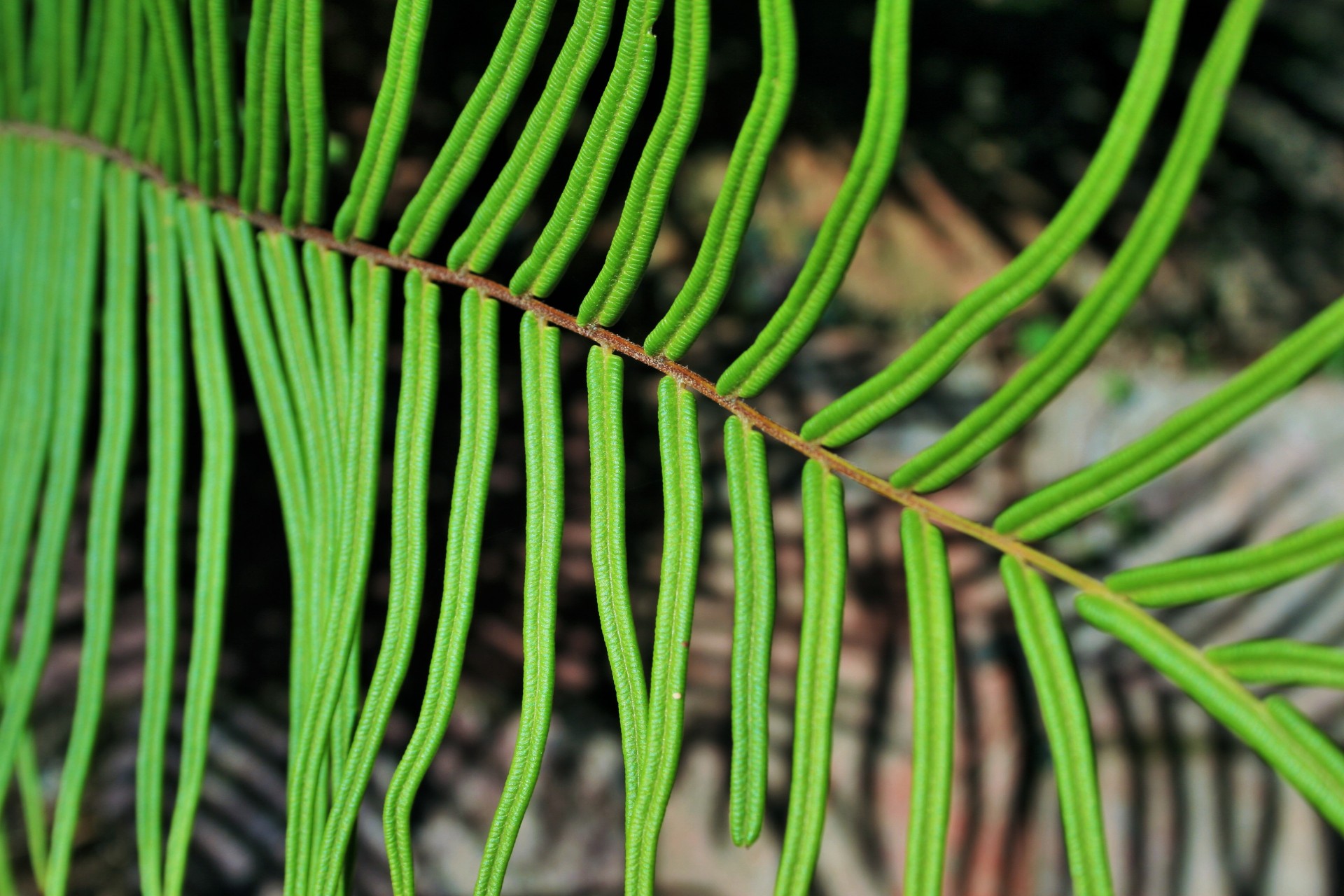 leaf leaflets fern free photo