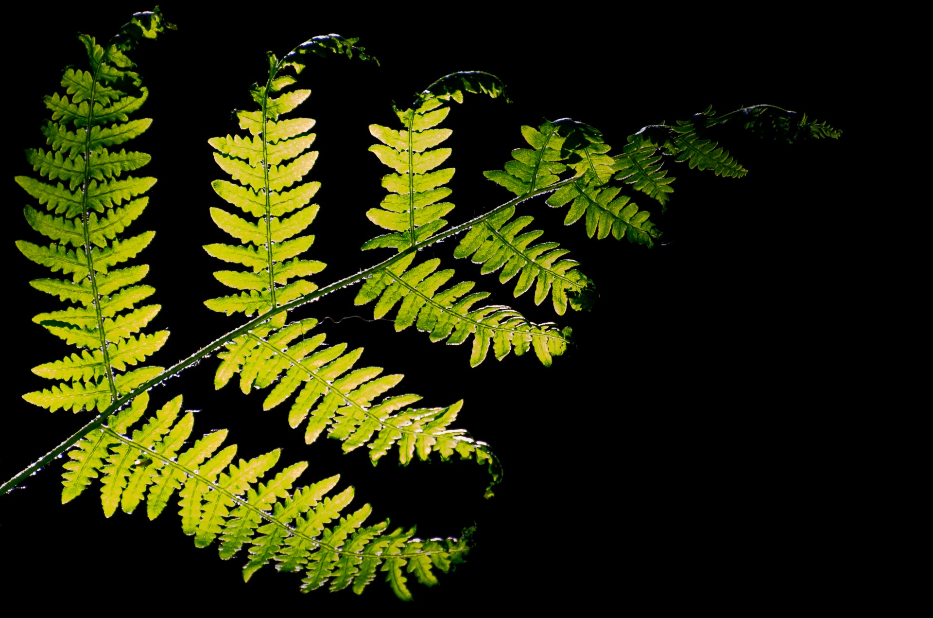 ferns bush forest free photo