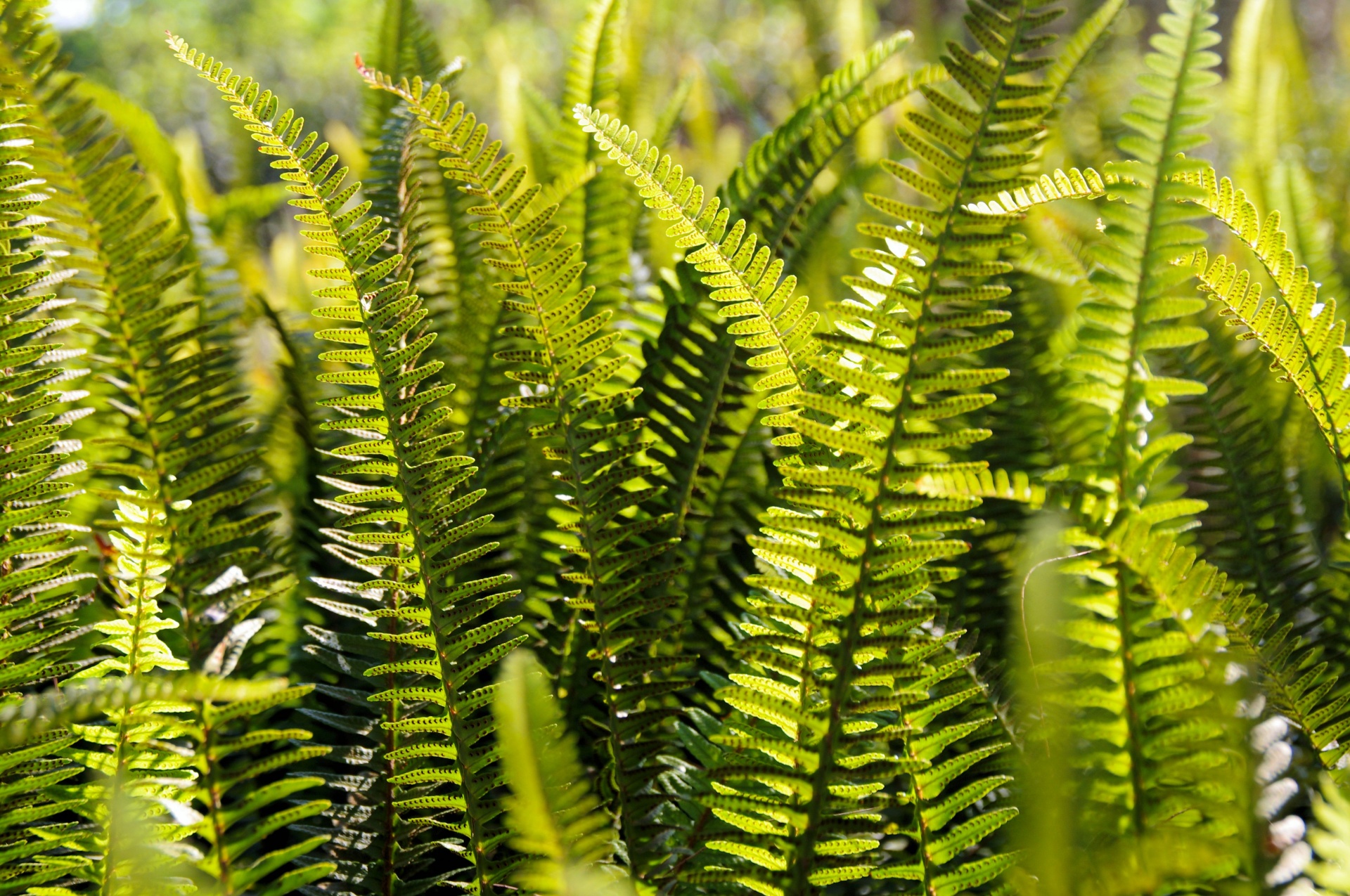 green ferns background free photo