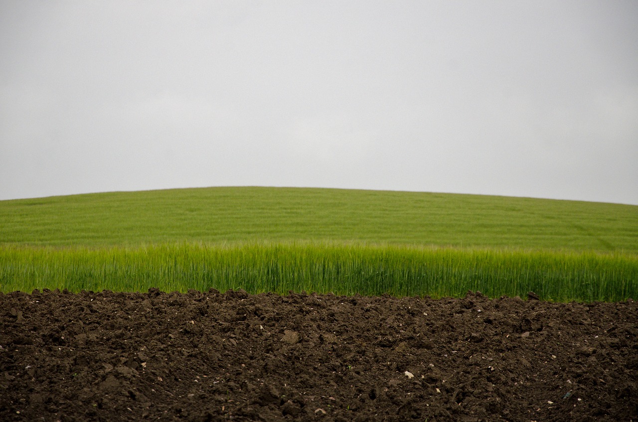 green field sky and field green wheat free photo