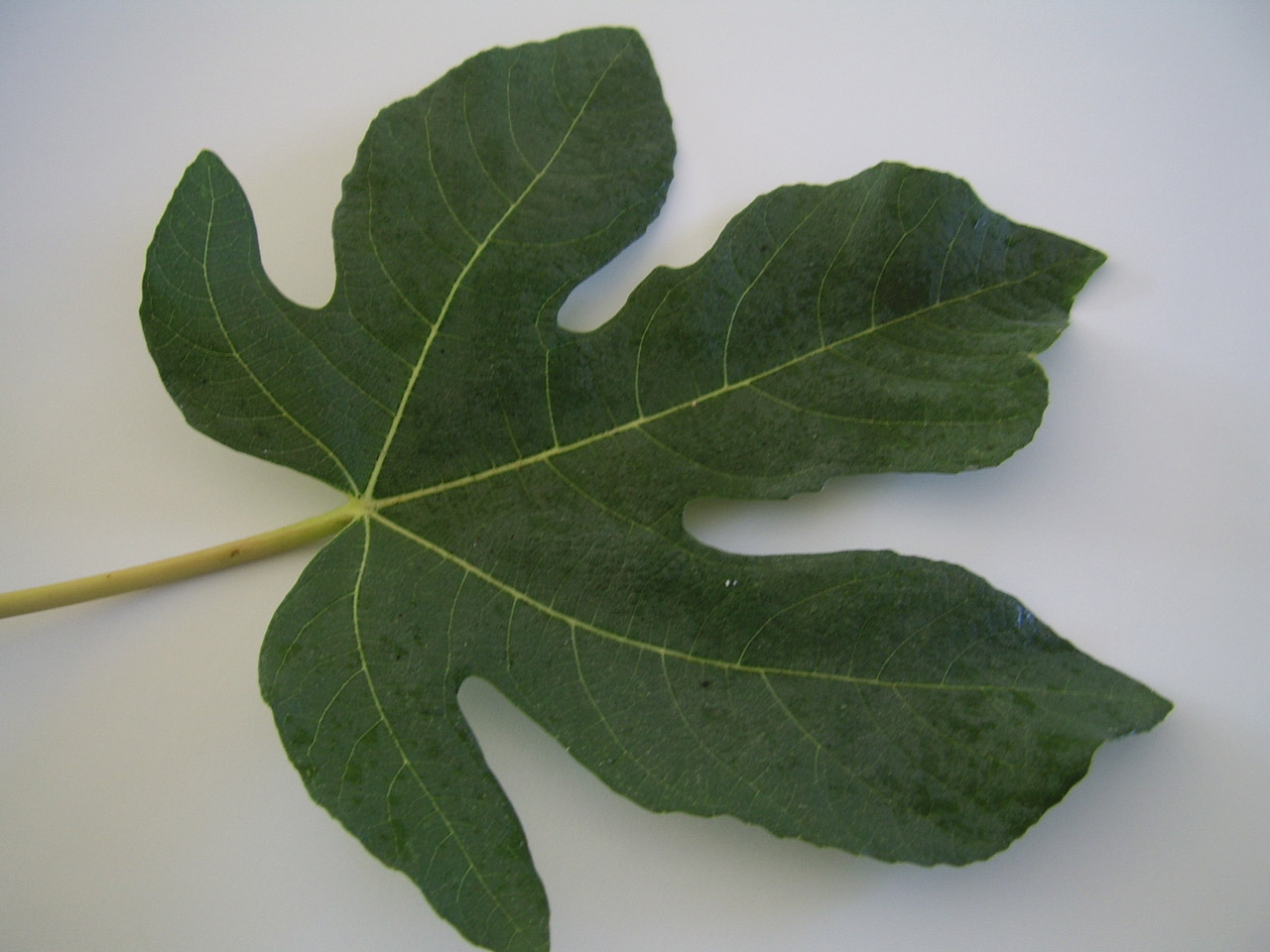green fig leaf free photo