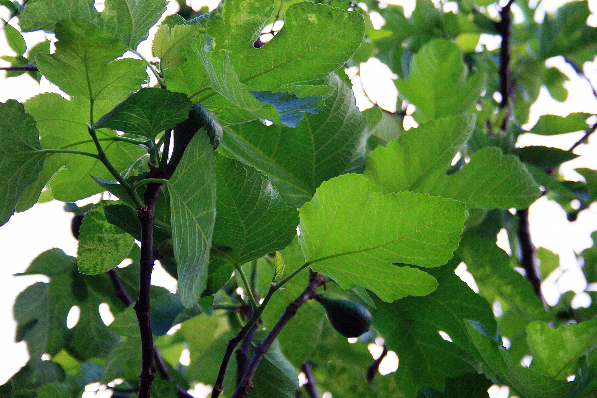 Инжировое дерево листья