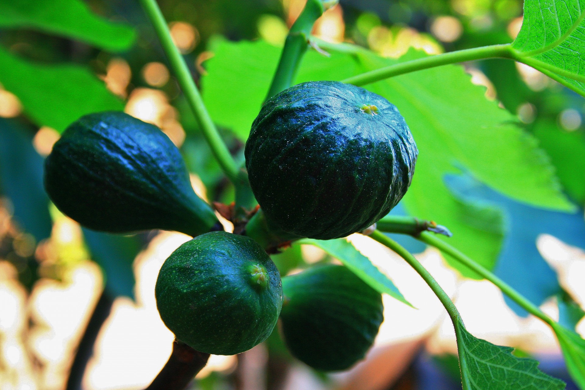 figs fruit green free photo