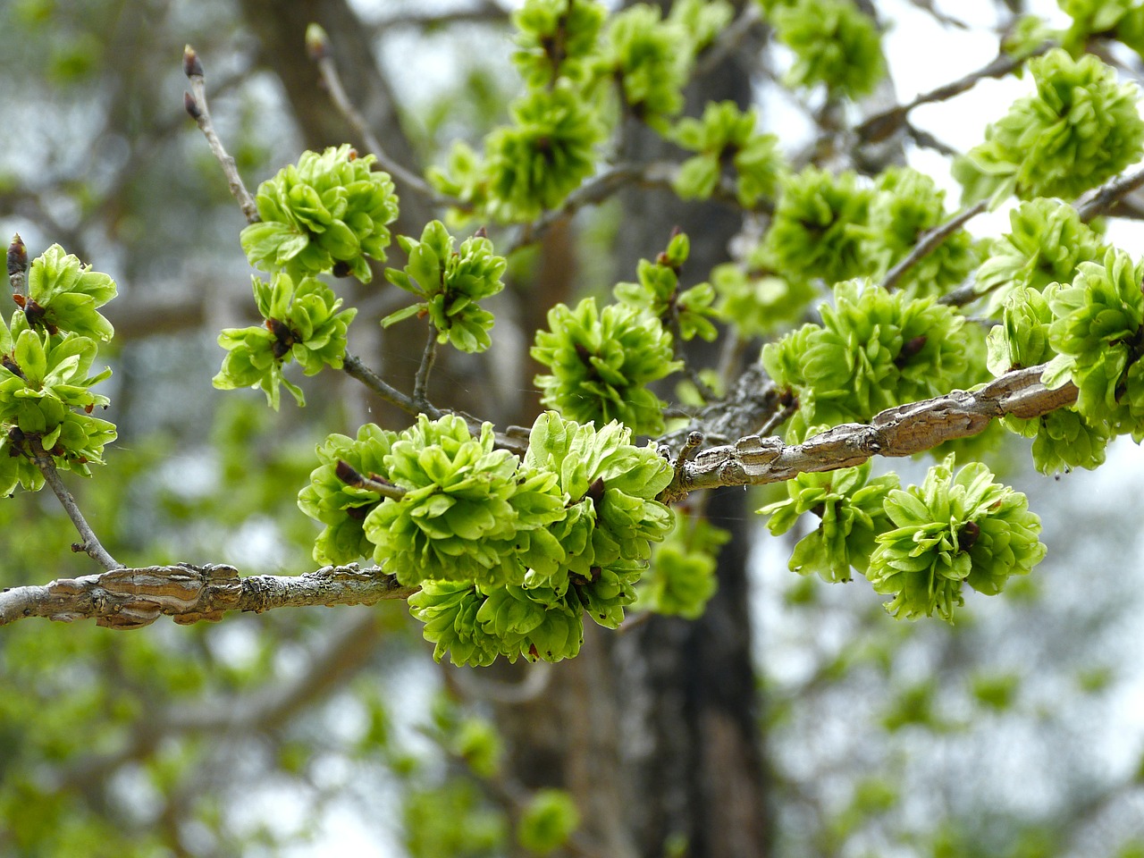 green flower green bloom free photo