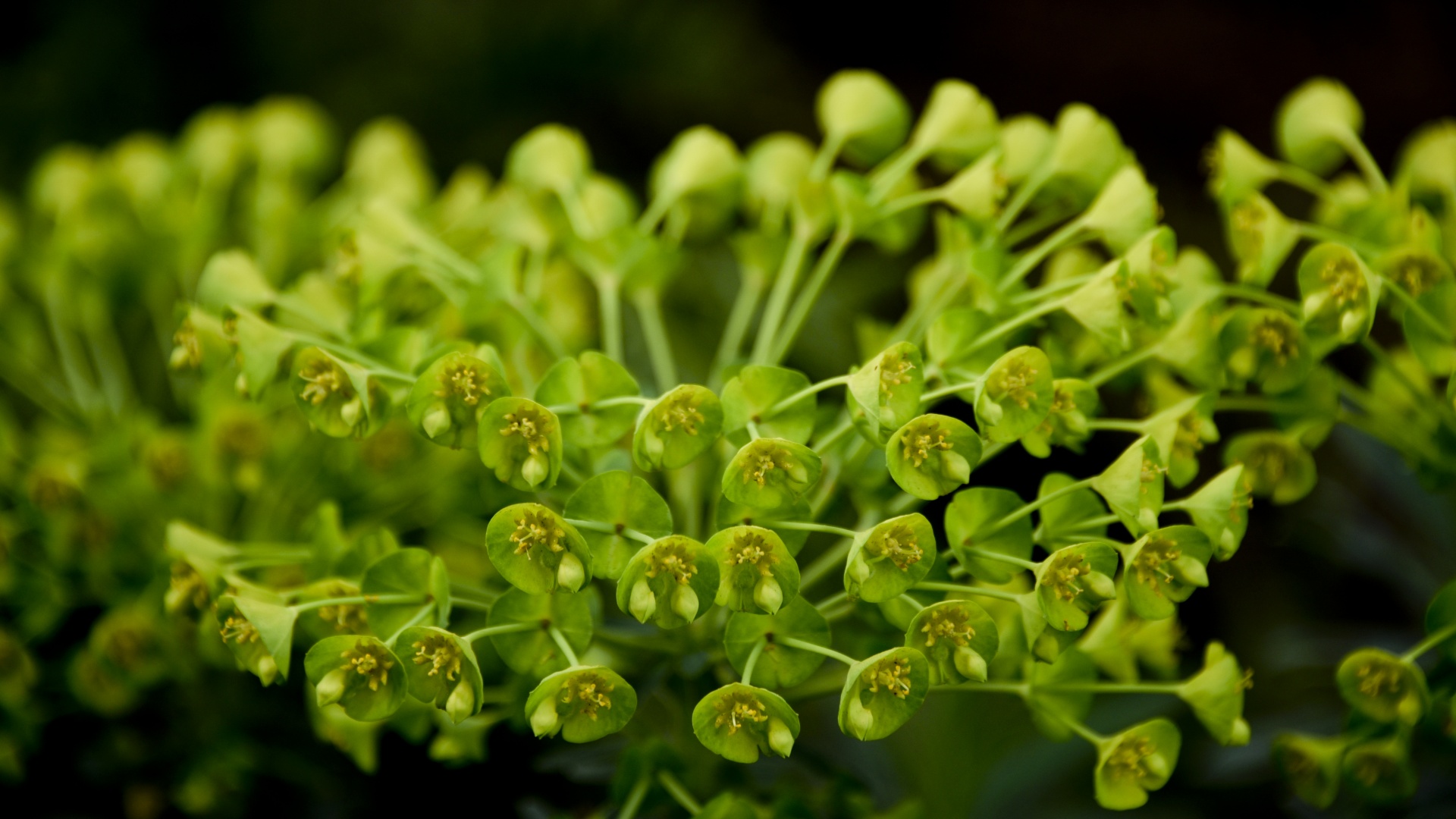 flower green pistil free photo