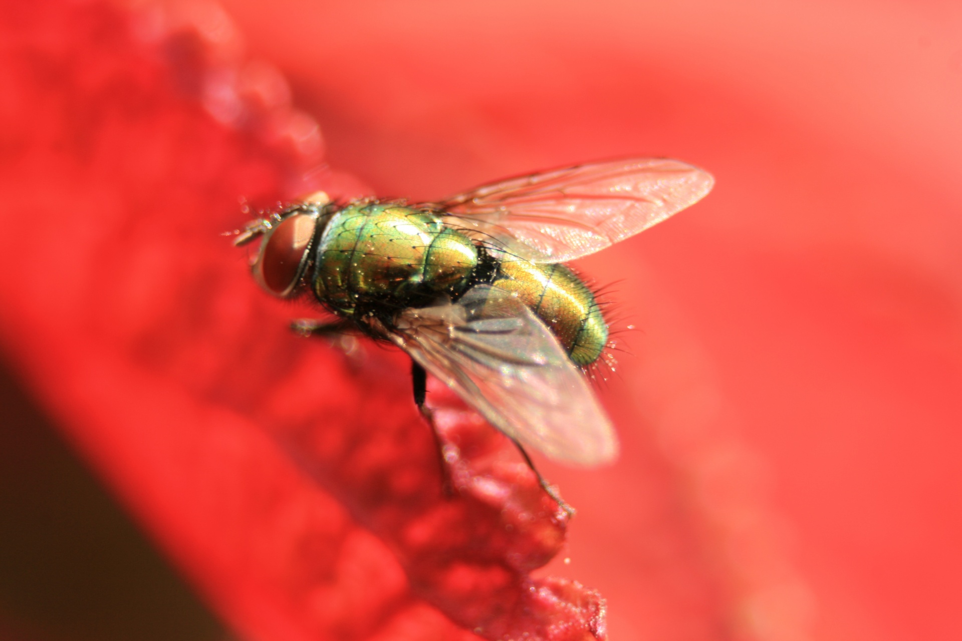 insect macro fly free photo