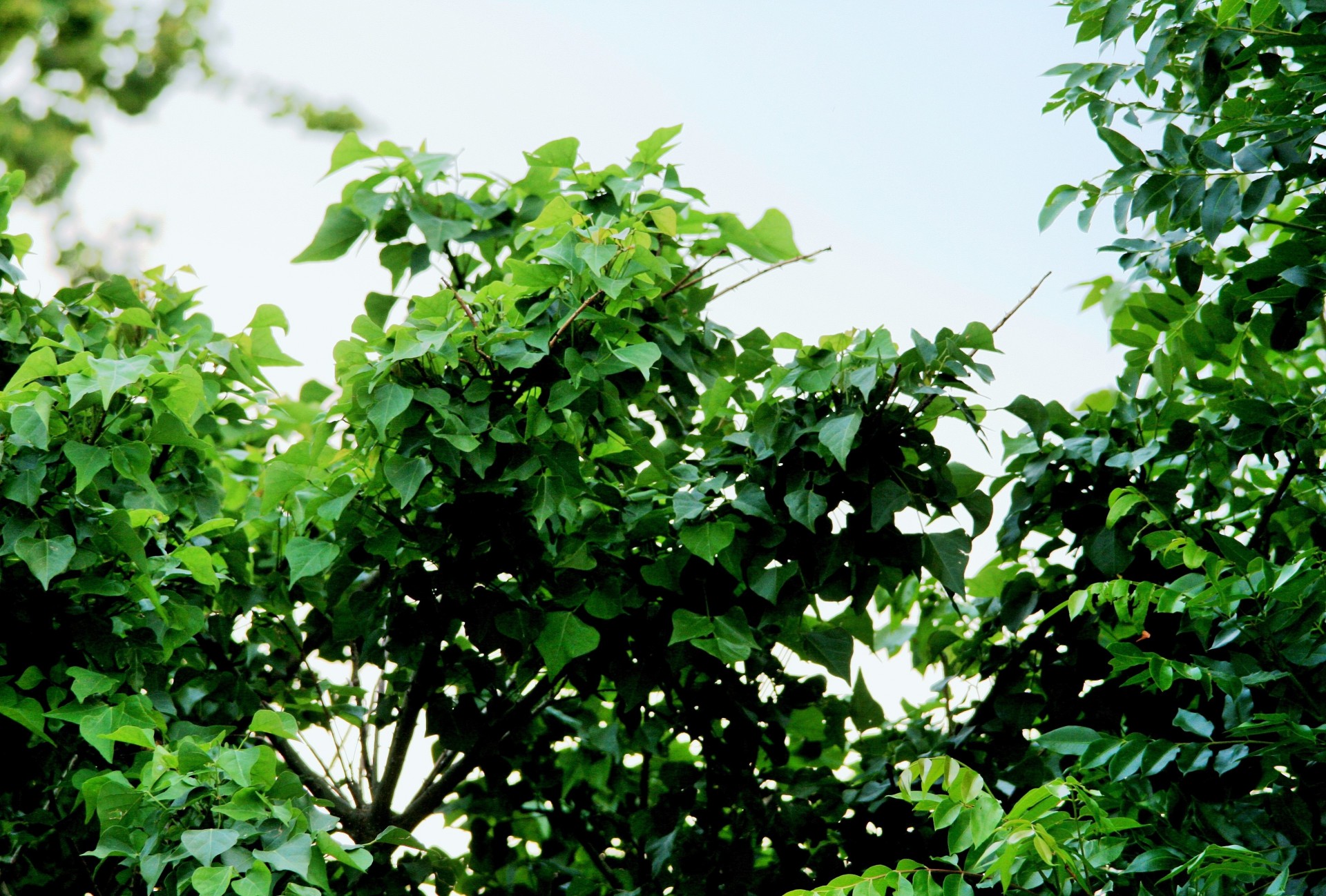 tree branches leaves free photo