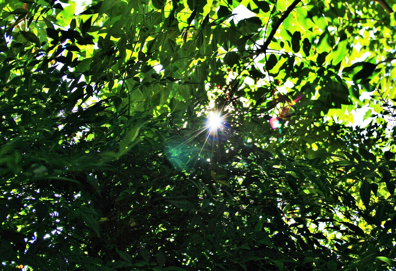 green foliage leaves dense free photo