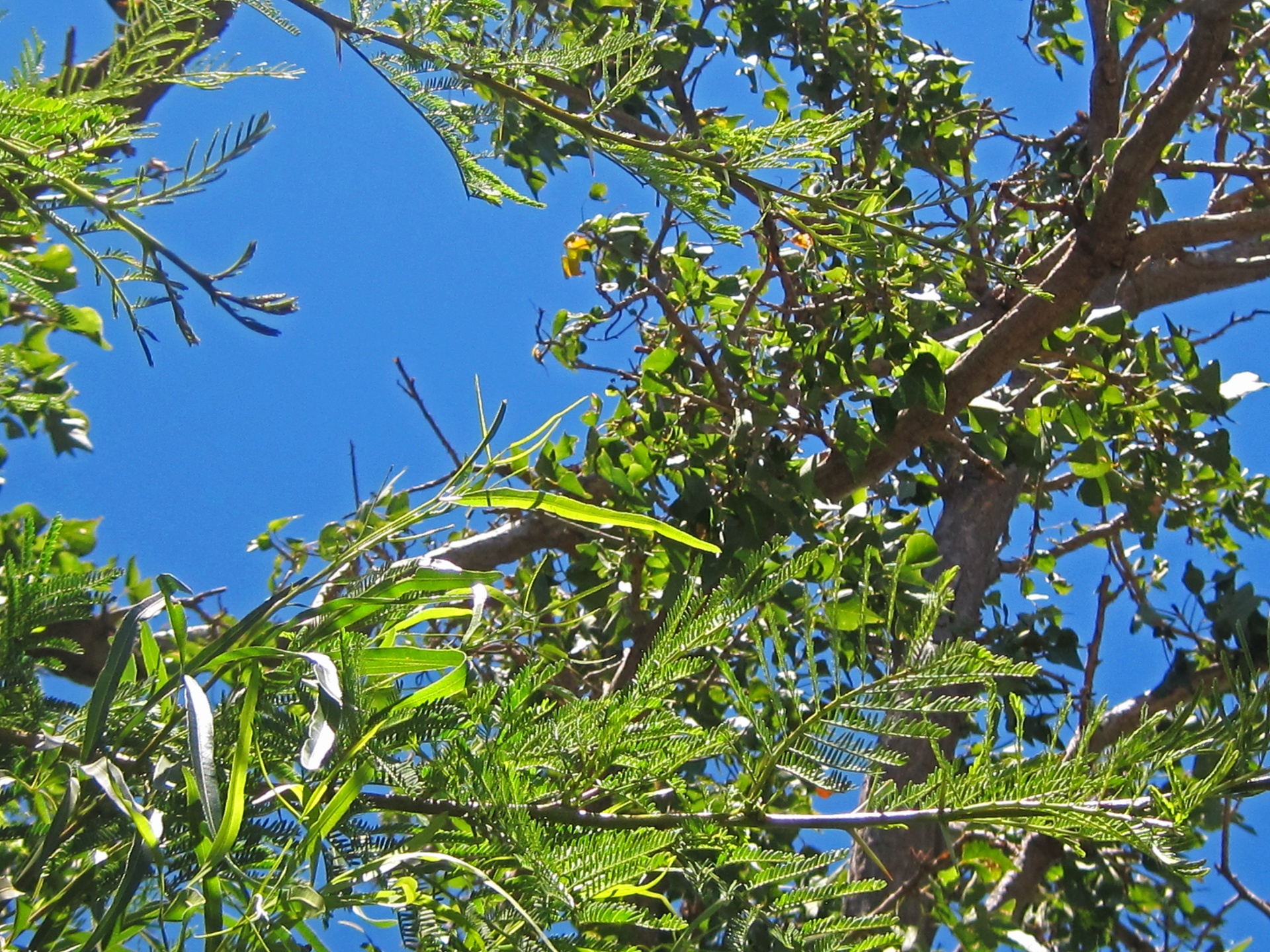 sky blue leaves free photo