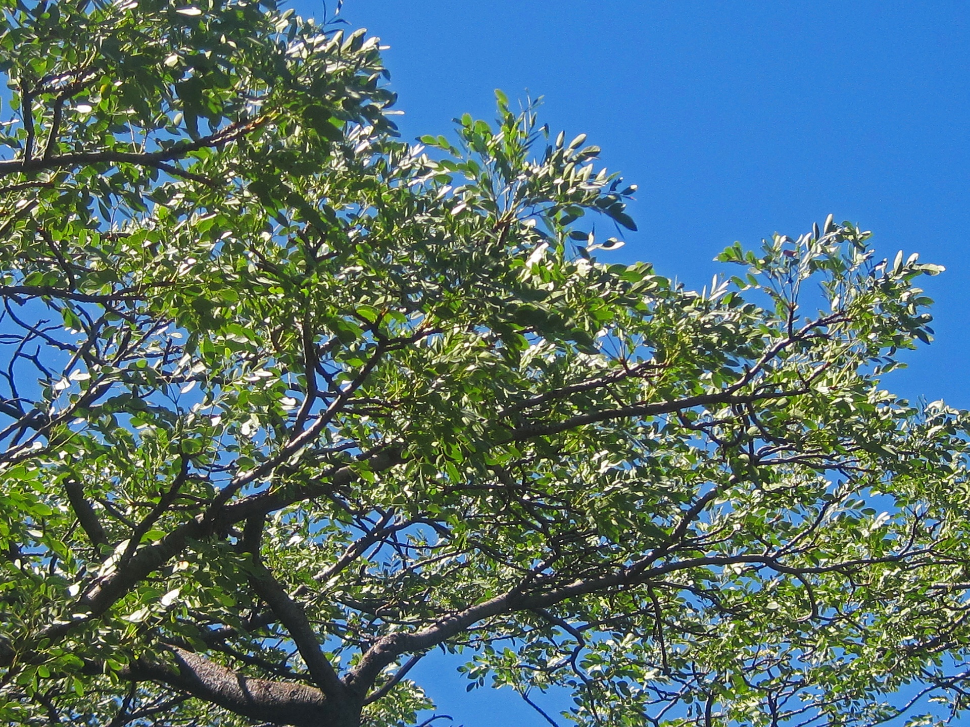 sky blue tree free photo