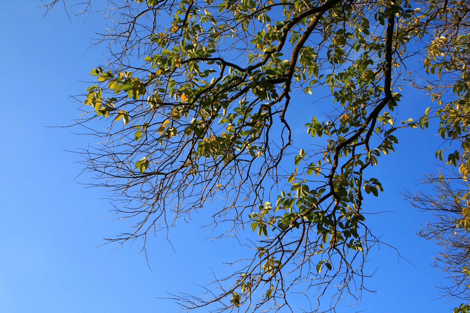 leaves green branch free photo