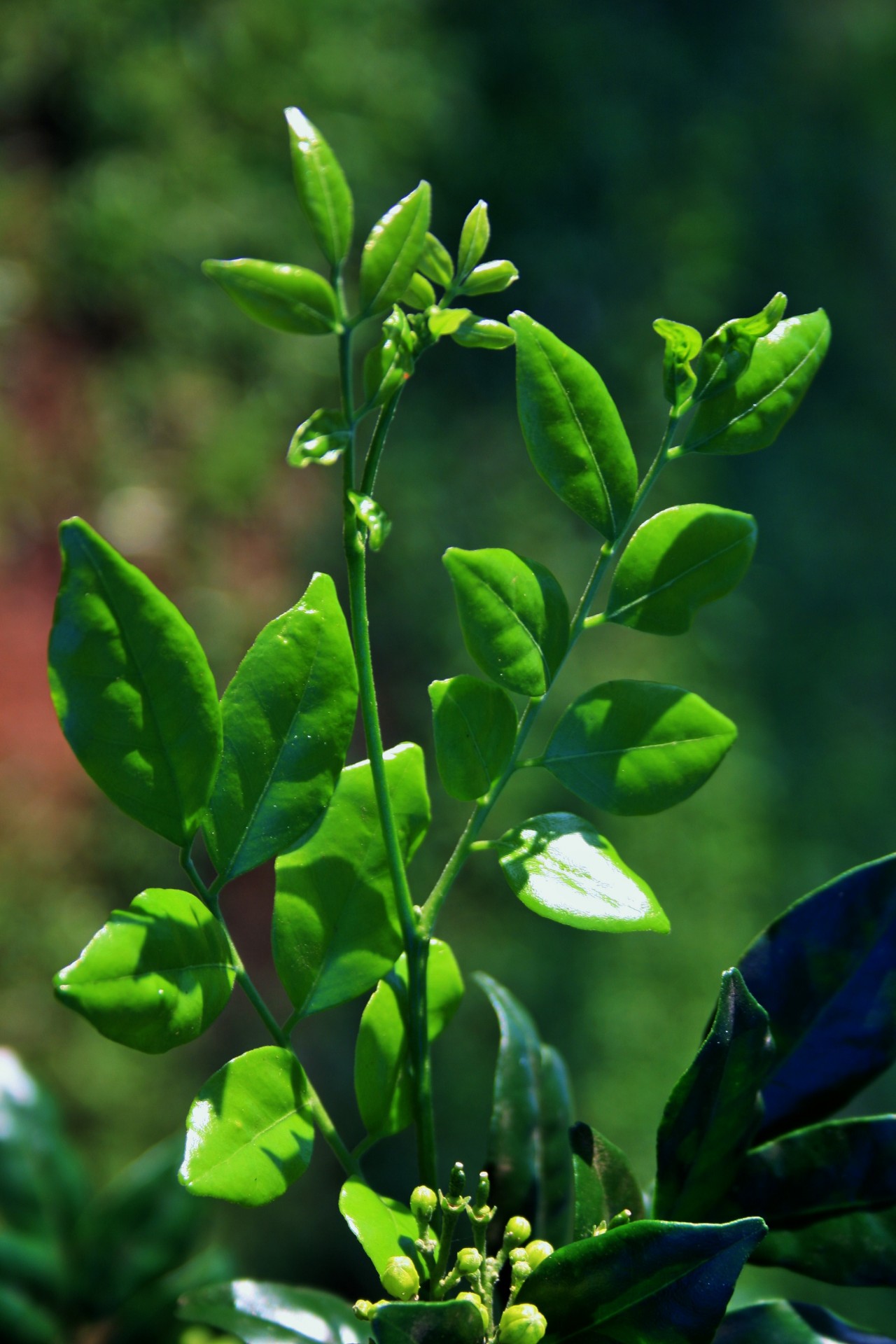 foliage leaves green free photo