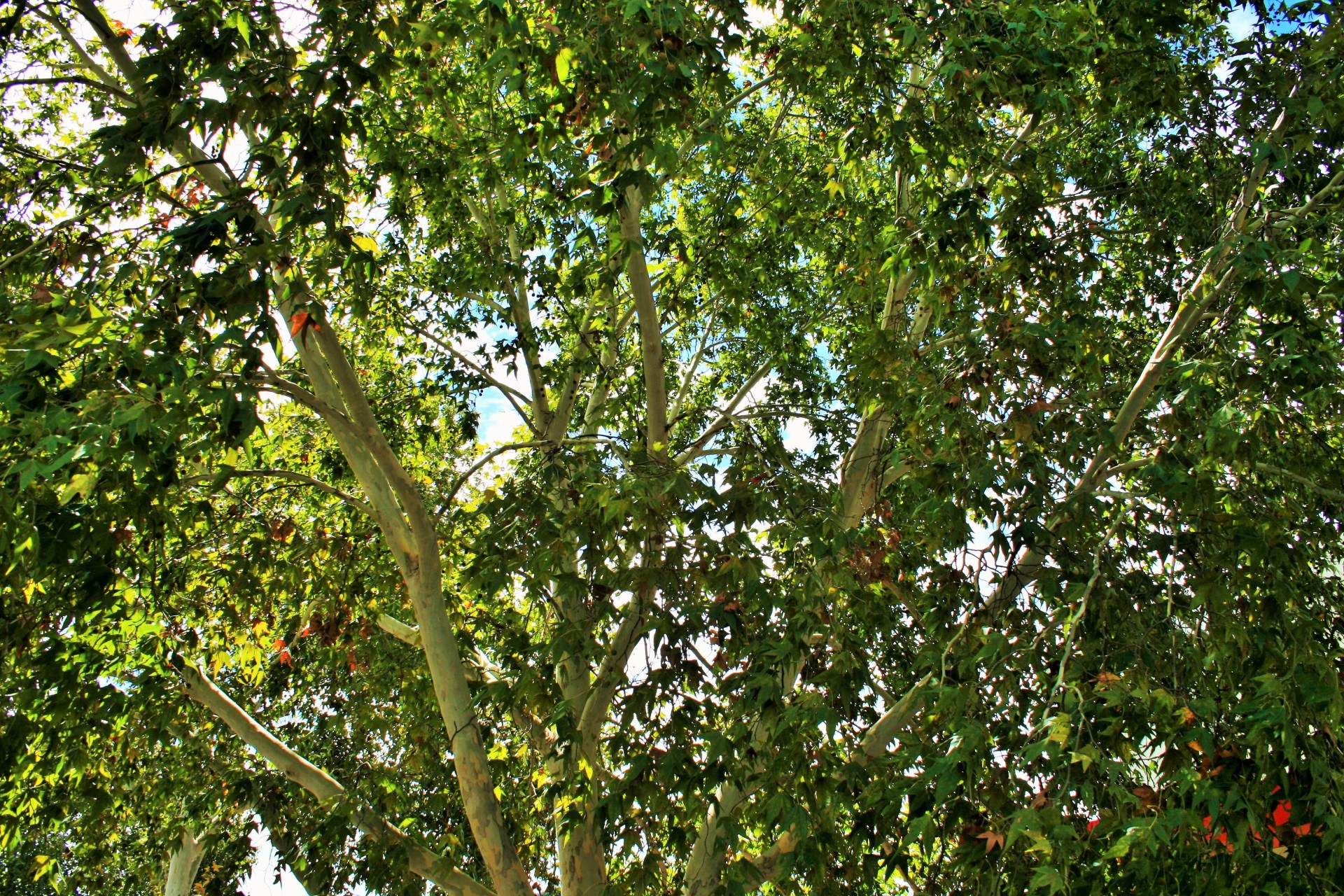 tree maple foliage free photo