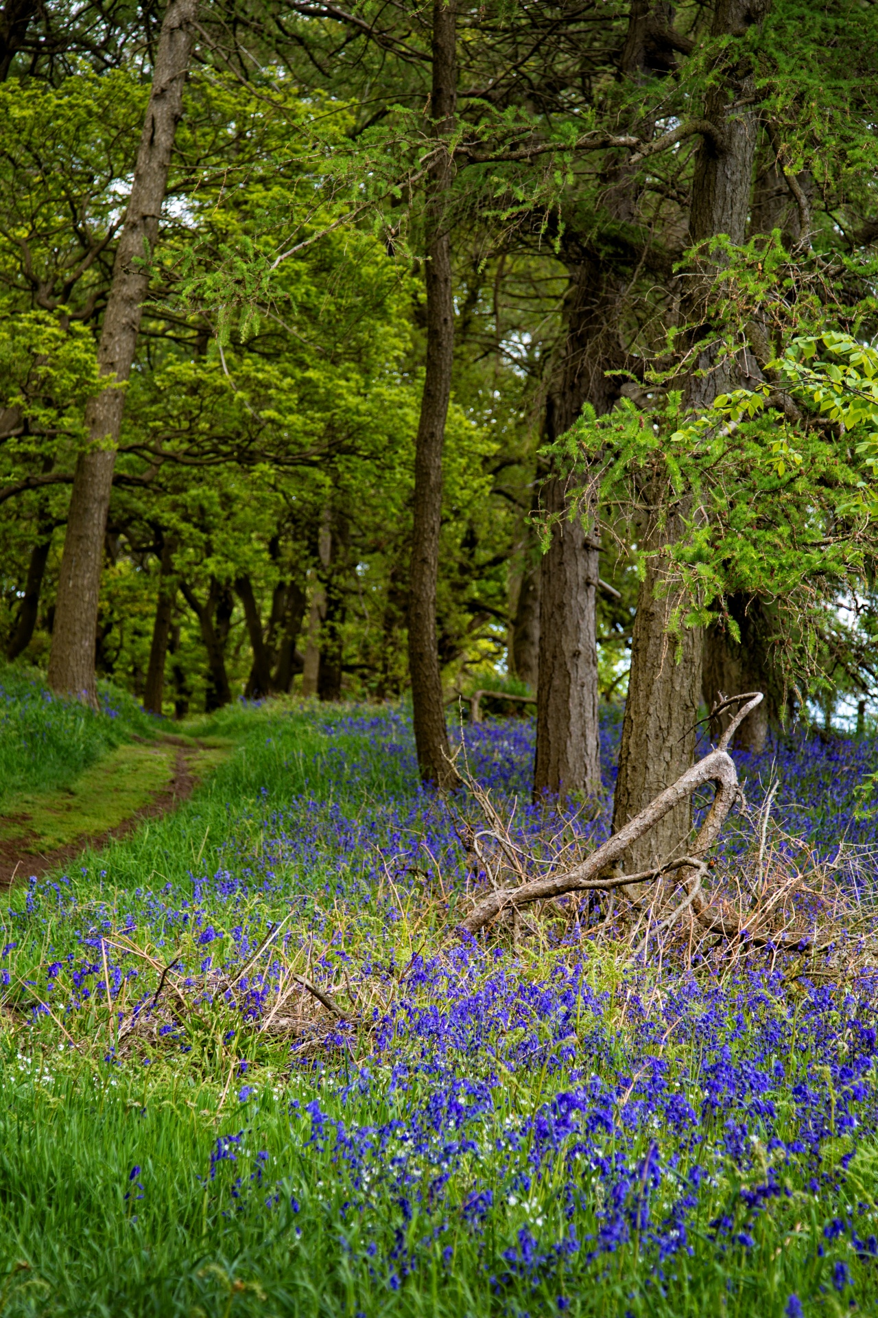 forest tree pathway free photo