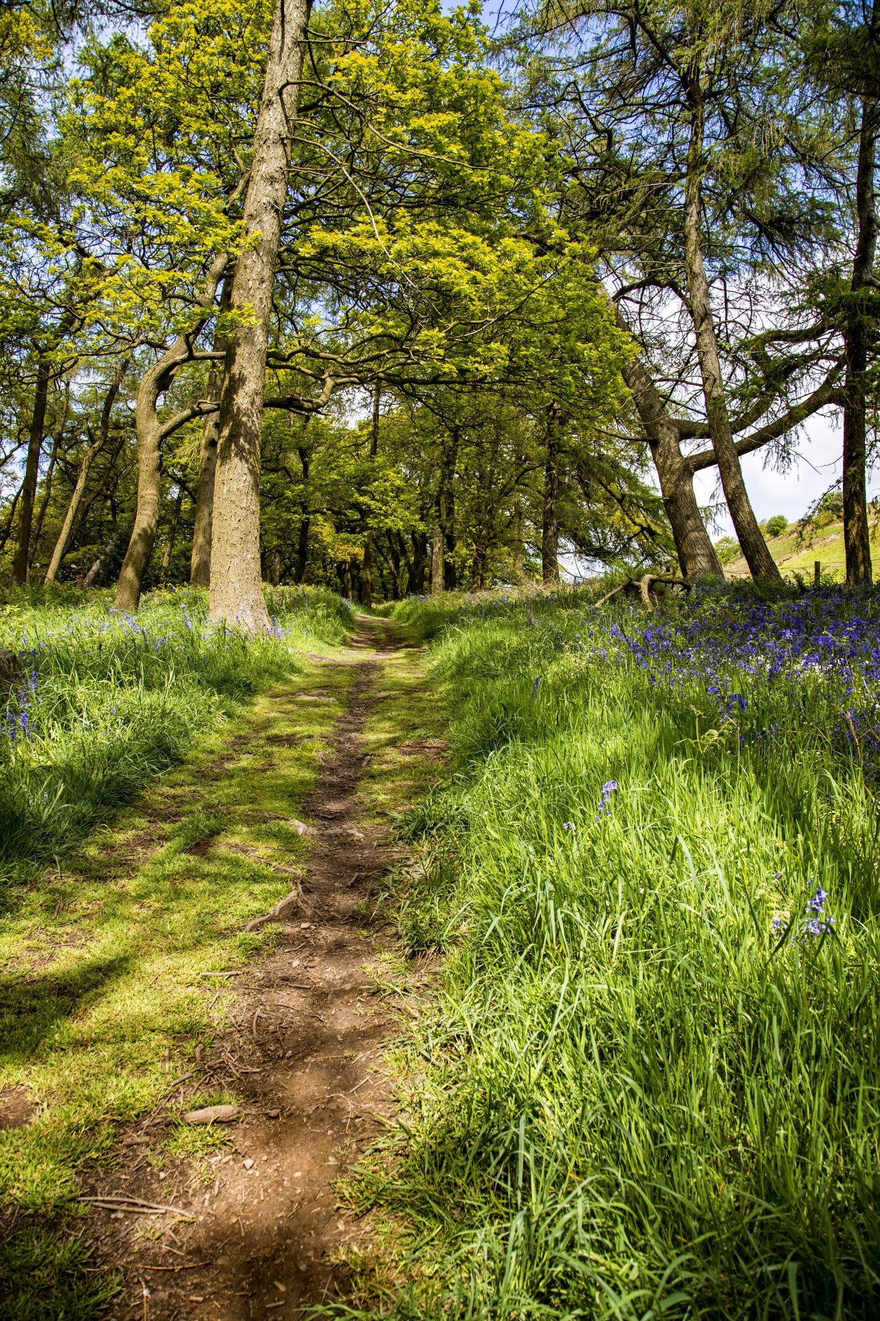 forest tree pathway free photo