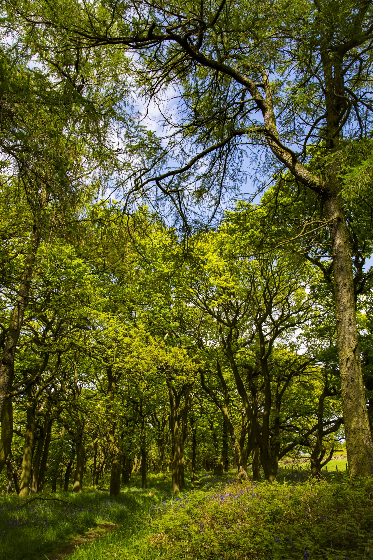 forest tree pathway free photo