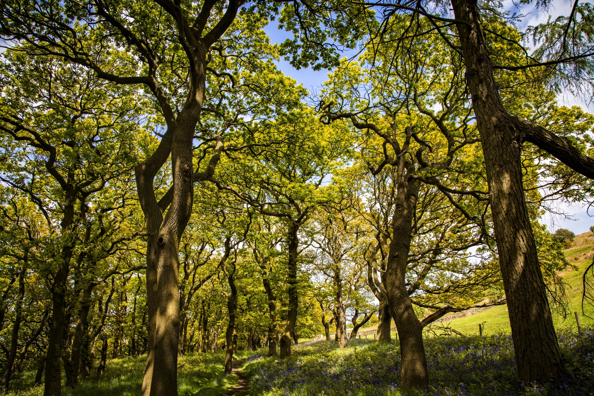 forest tree pathway free photo