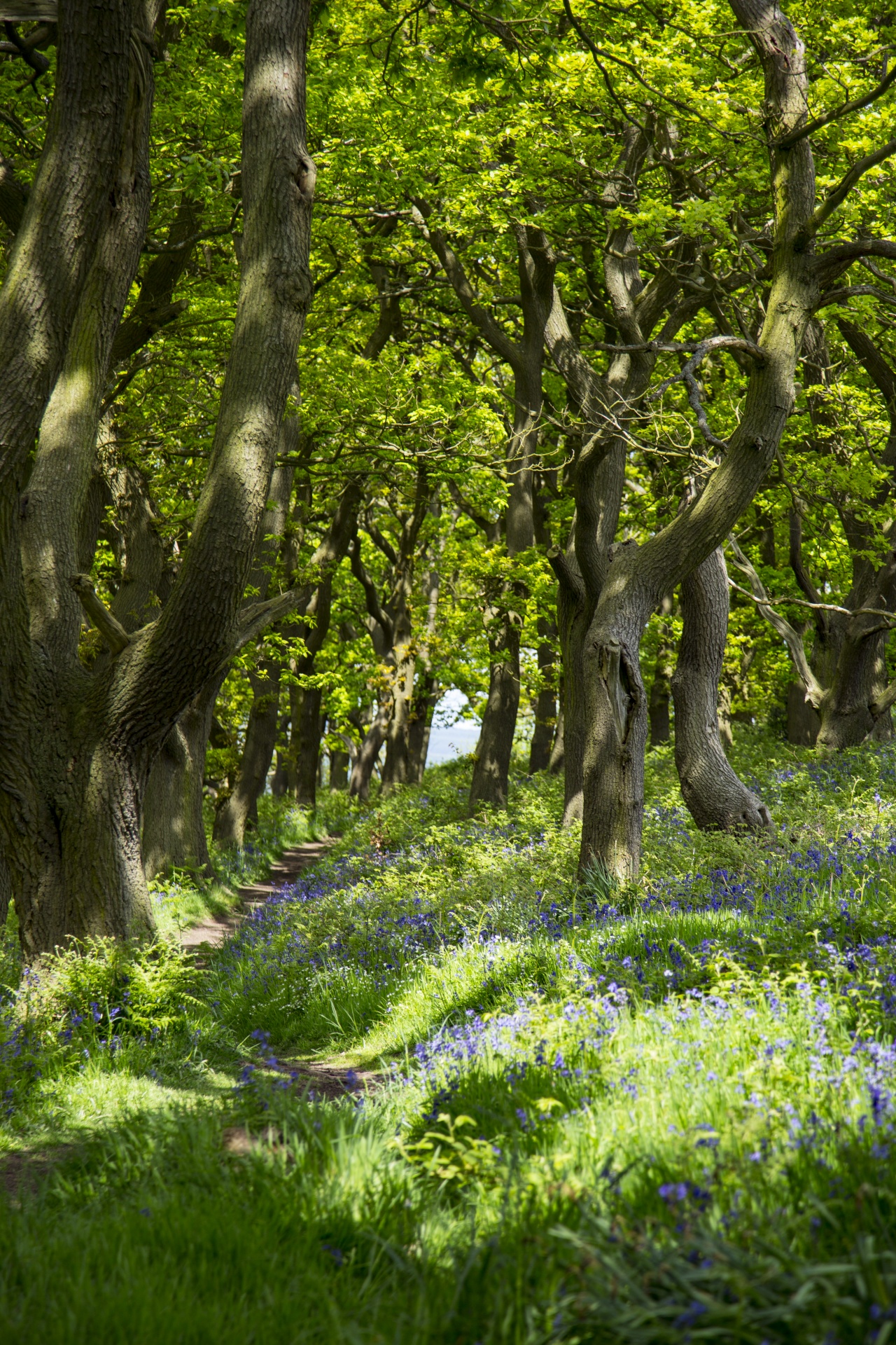 forest tree pathway free photo