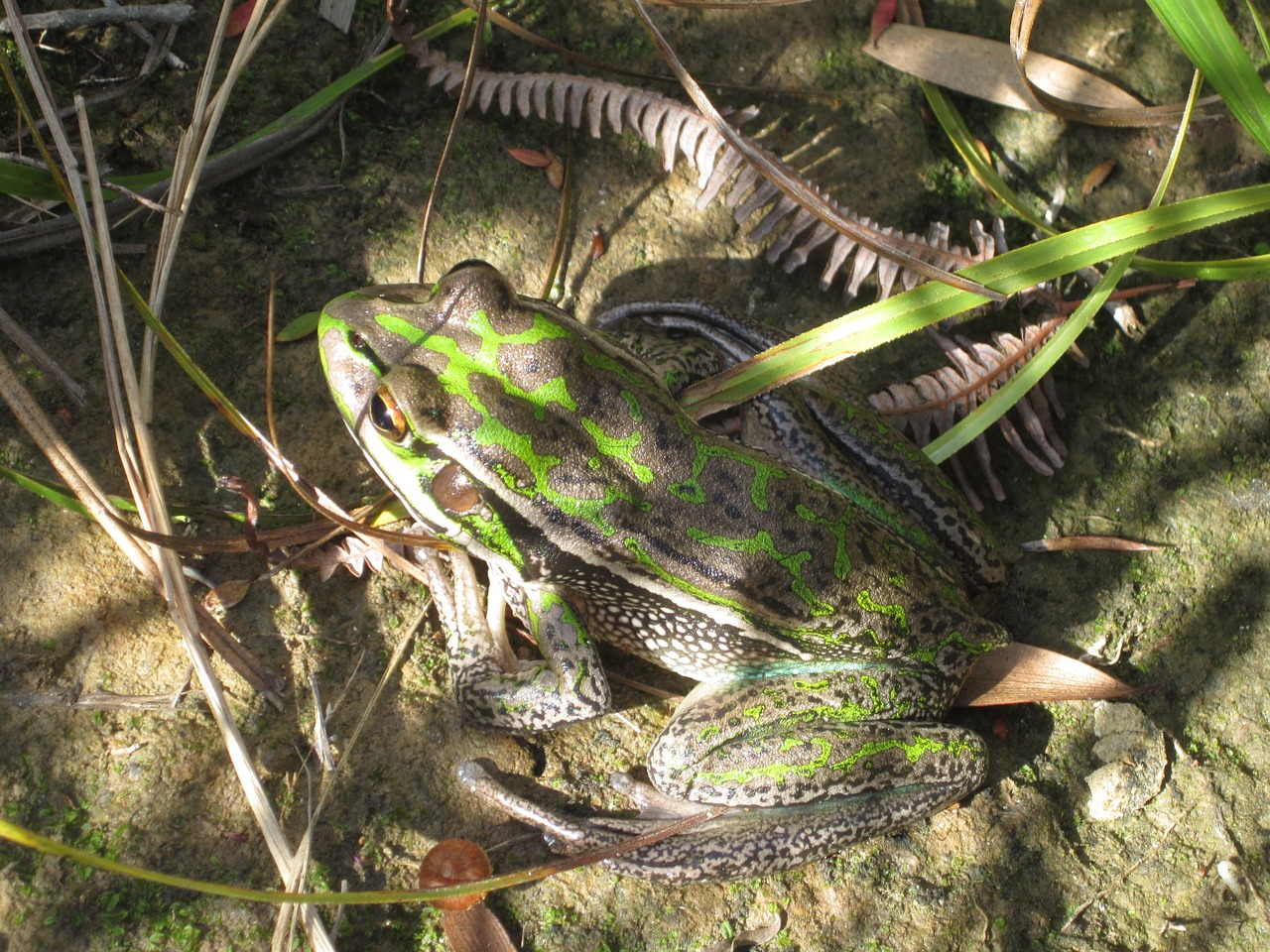 green frog reptile animal free photo