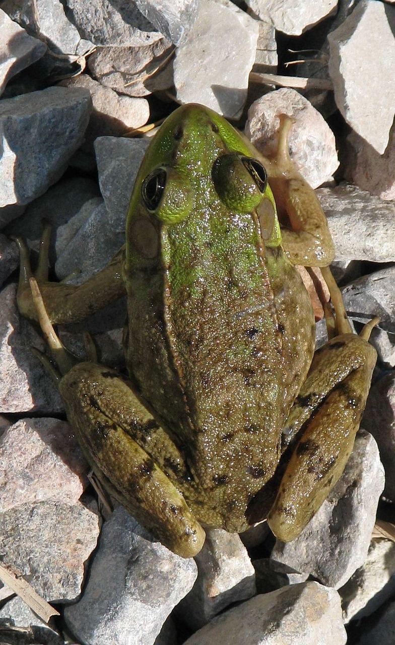 green frog lithobates clamitans moneymore free photo