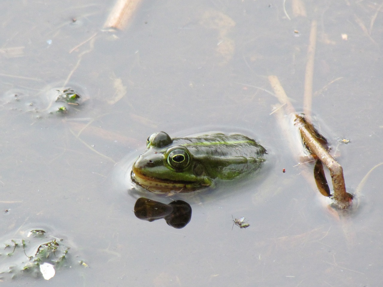 green frog plas nature free photo