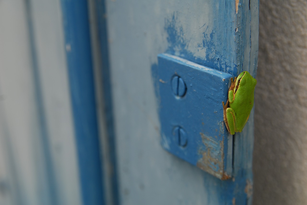 green frog frog amphibian free photo