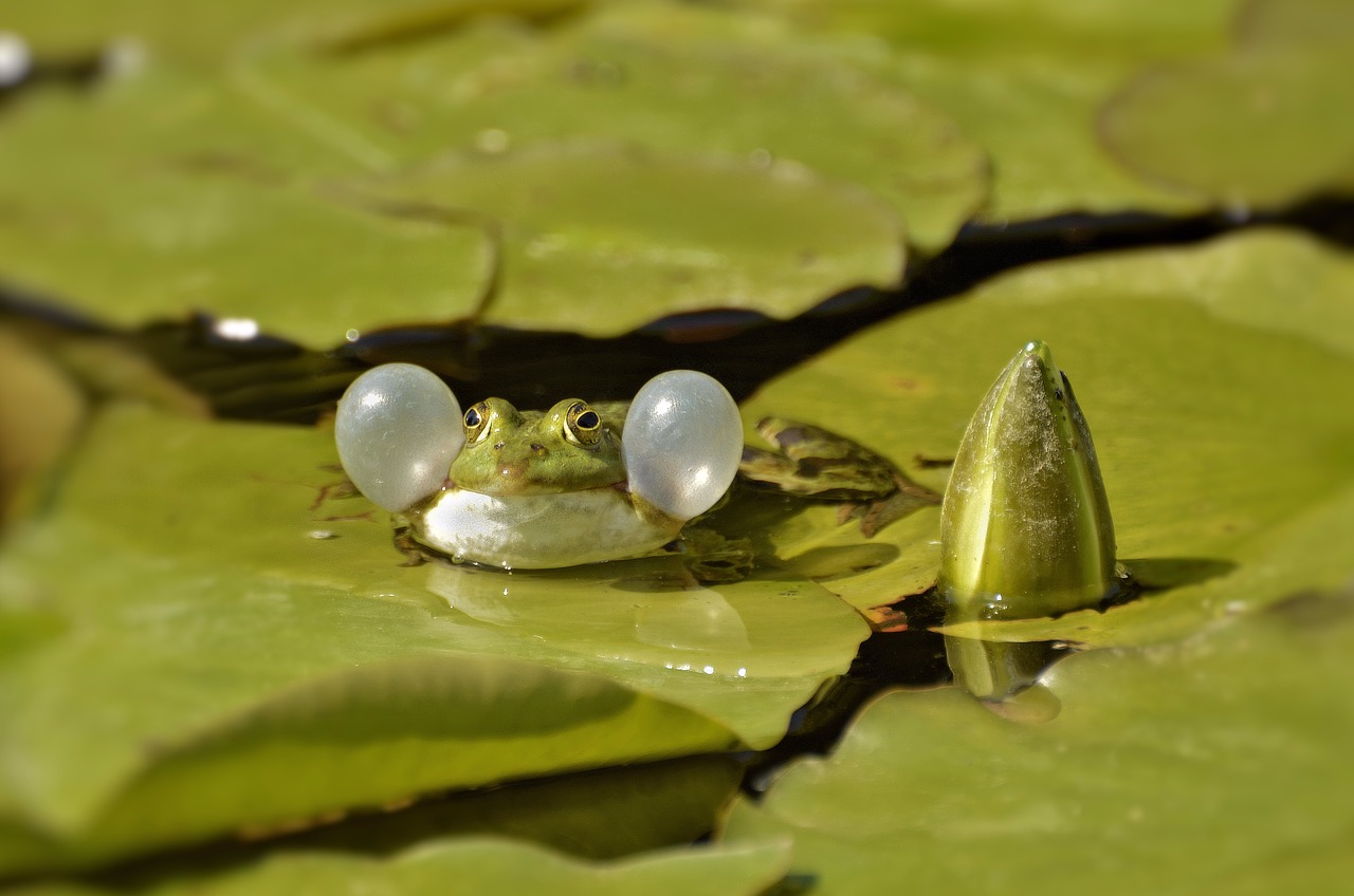 green frog  animal  nature free photo