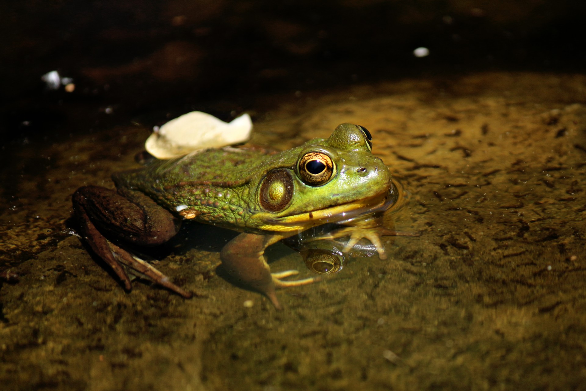Лягушка слушать. Лягушка. Зеленая водяная лягушка. Жилище лягушки. Мокрая лягушка.