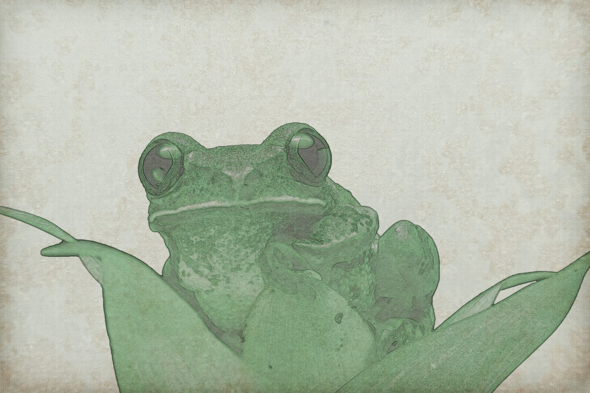 frog amphibian creature free photo
