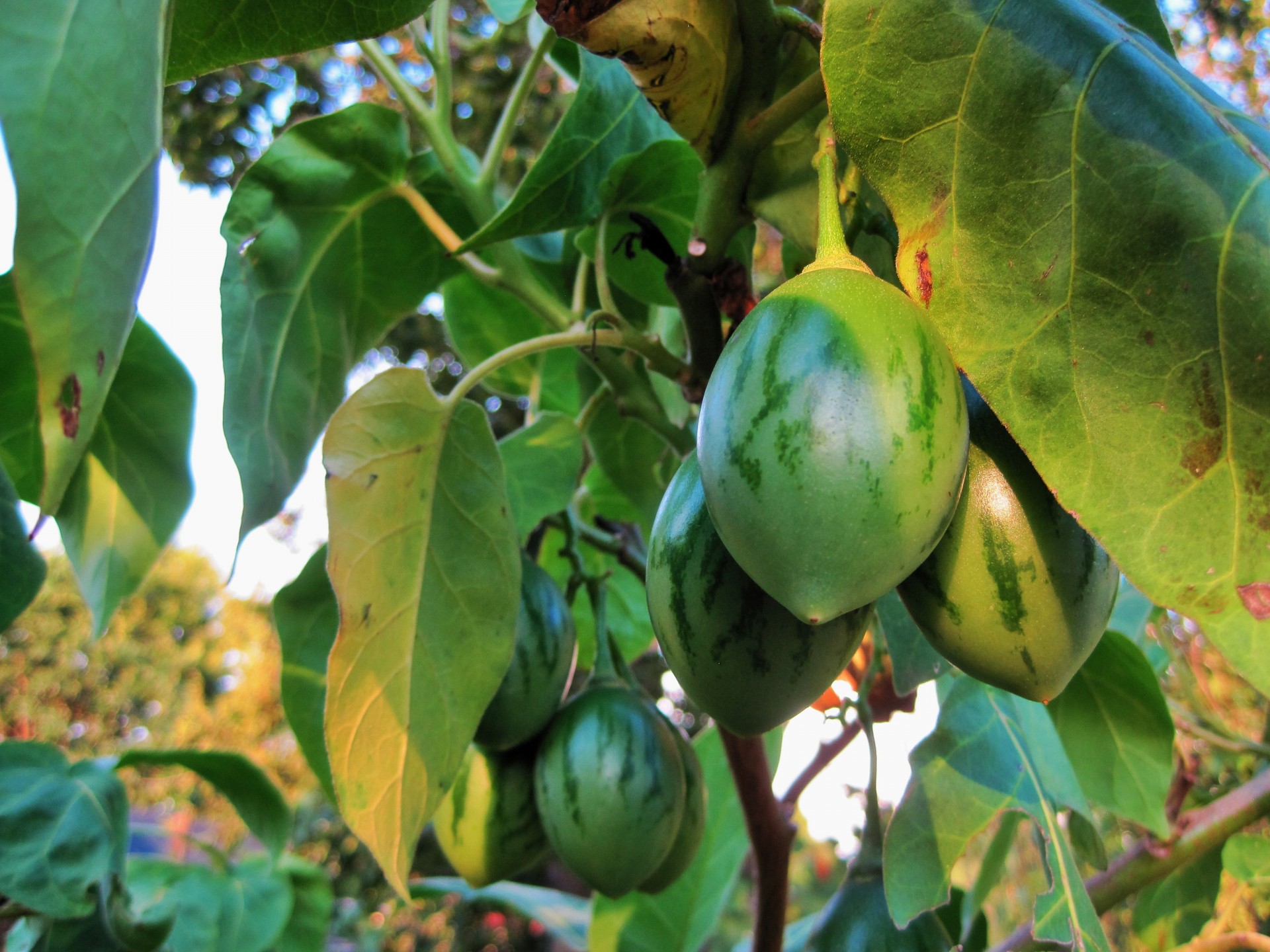 fruit tree tomato green free photo