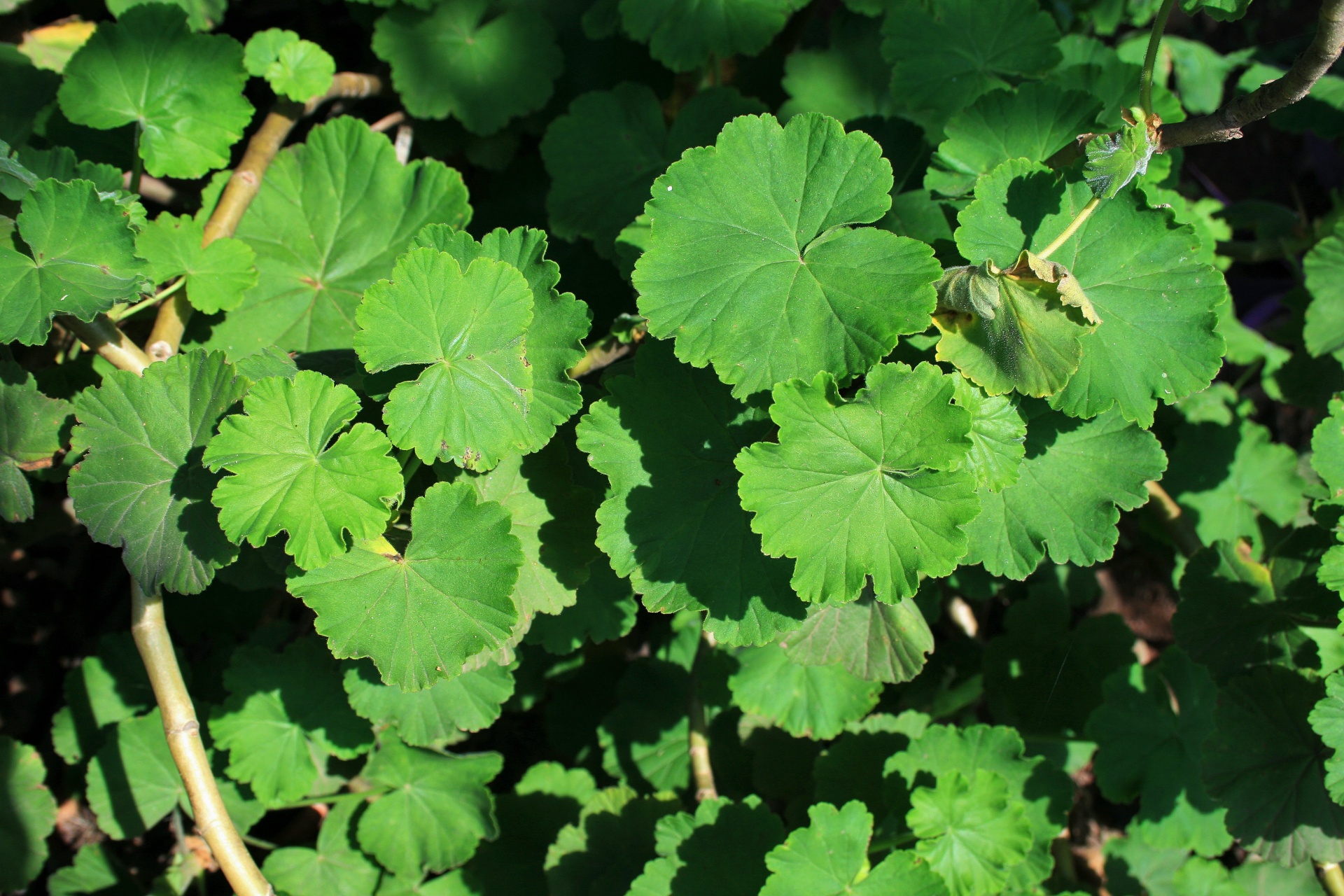 leaves green scalloped free photo