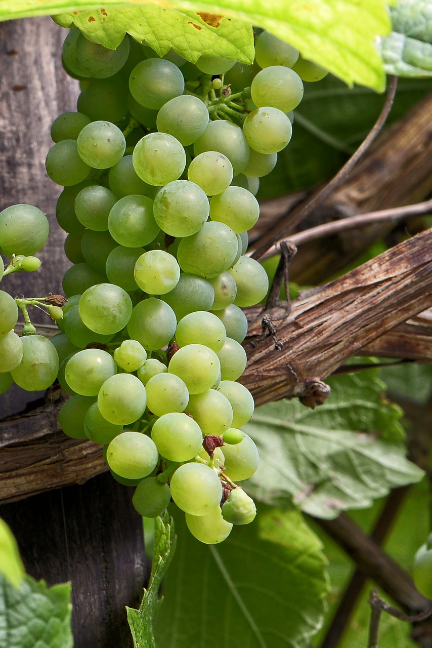 green grapes grapes vine free photo