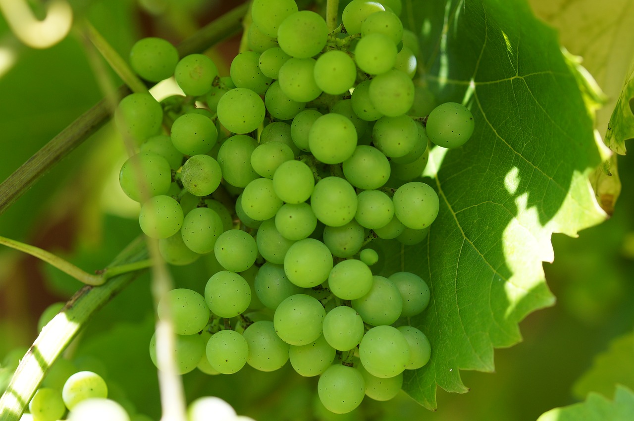 green grapes wine winegrowing free photo