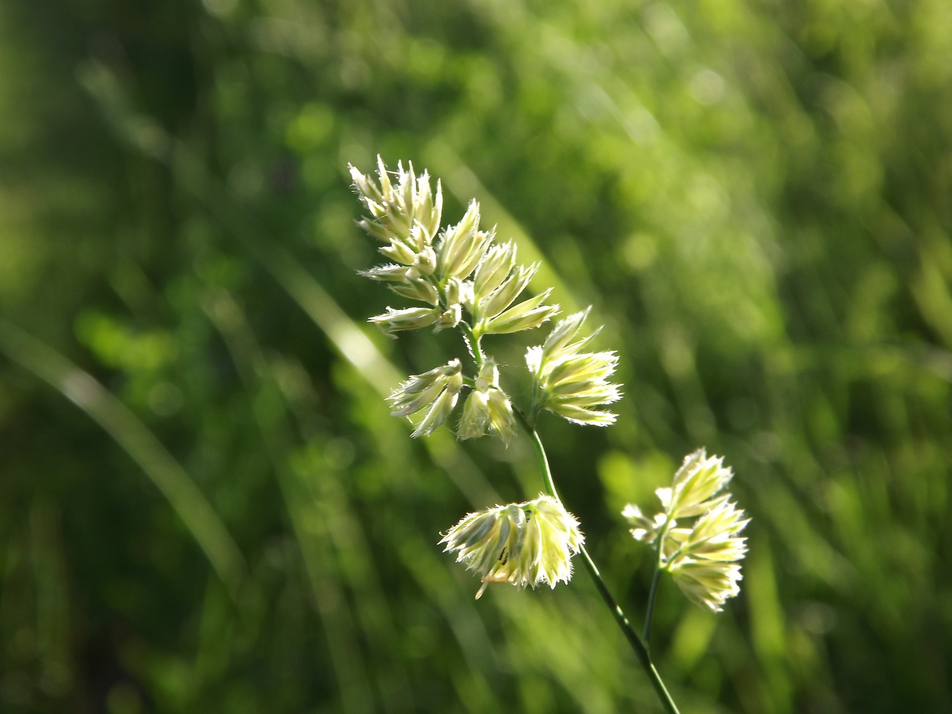 green grass field free photo