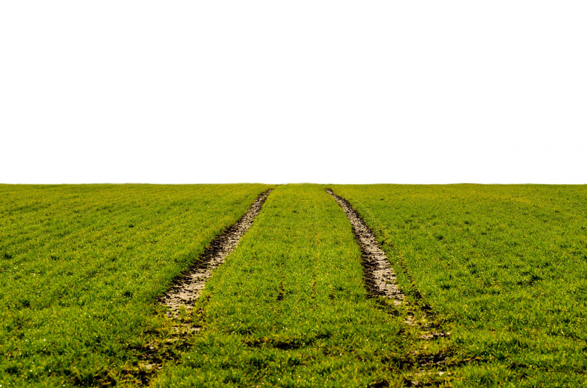 grass green agriculture free photo
