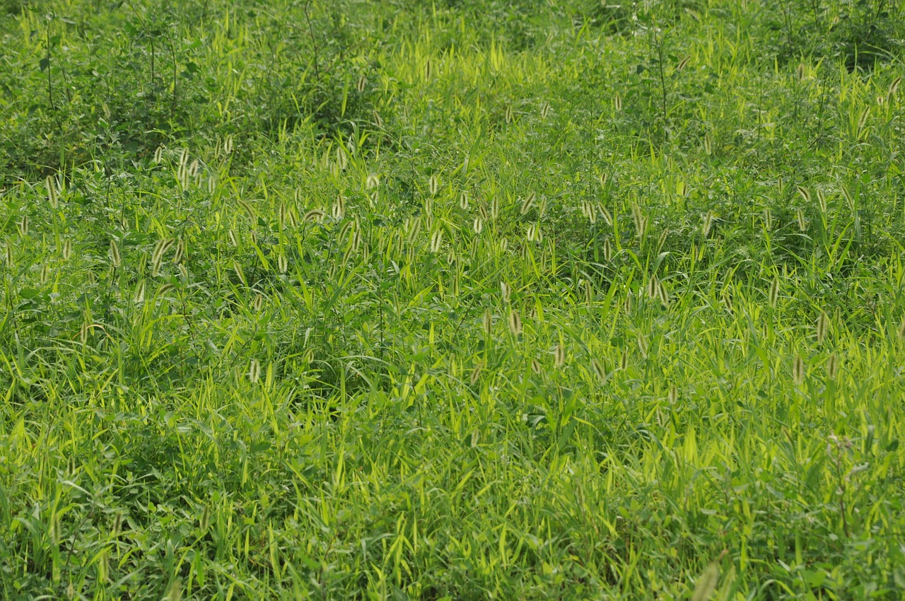 green grass grassland weeds free photo