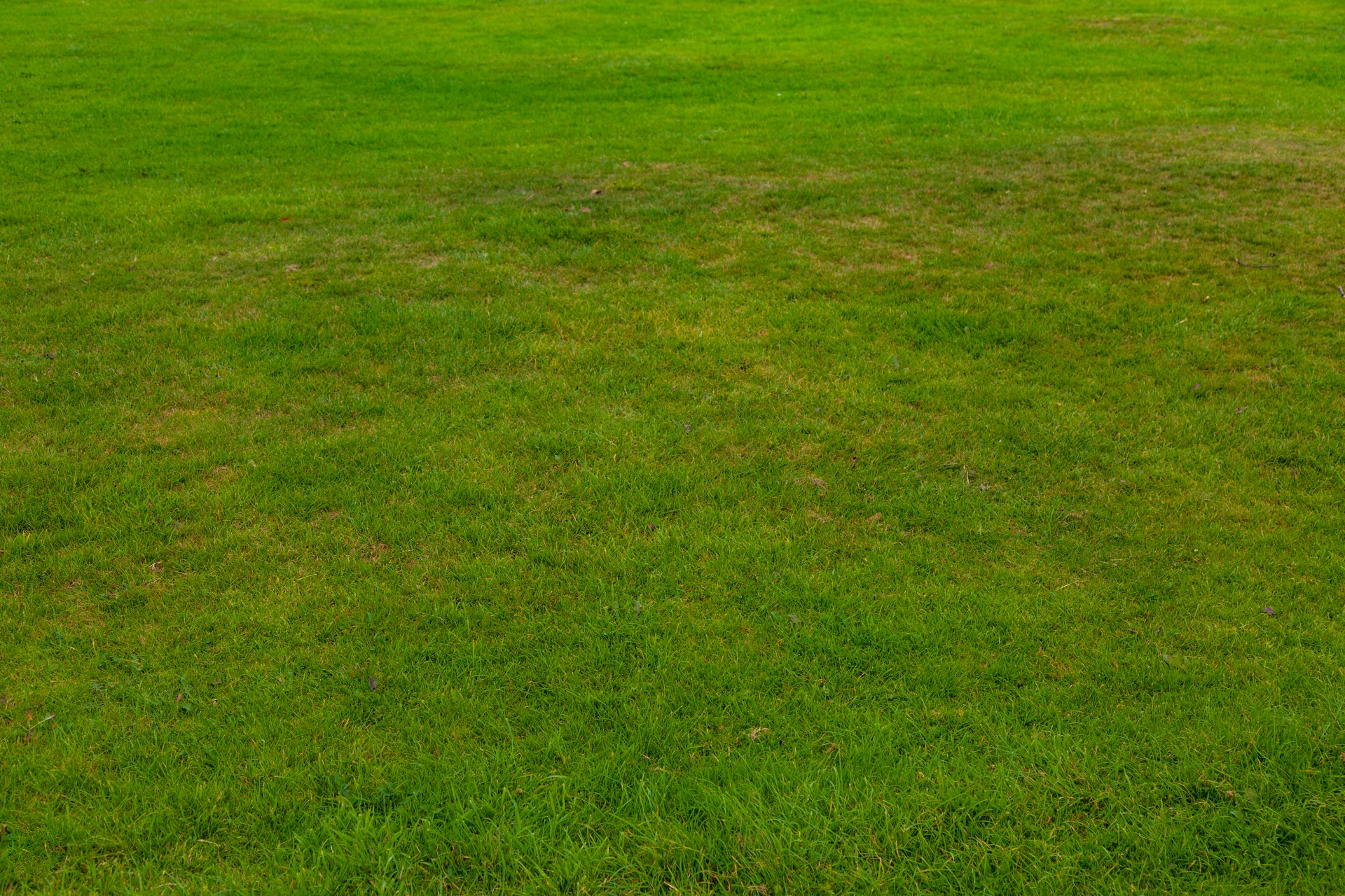 grass background green free photo