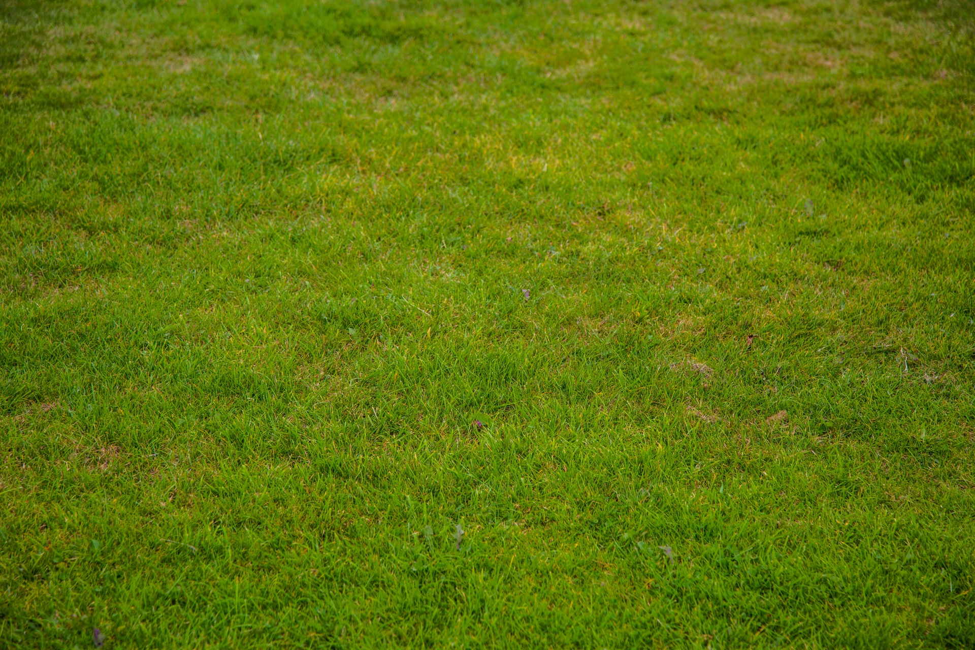 grass background green free photo