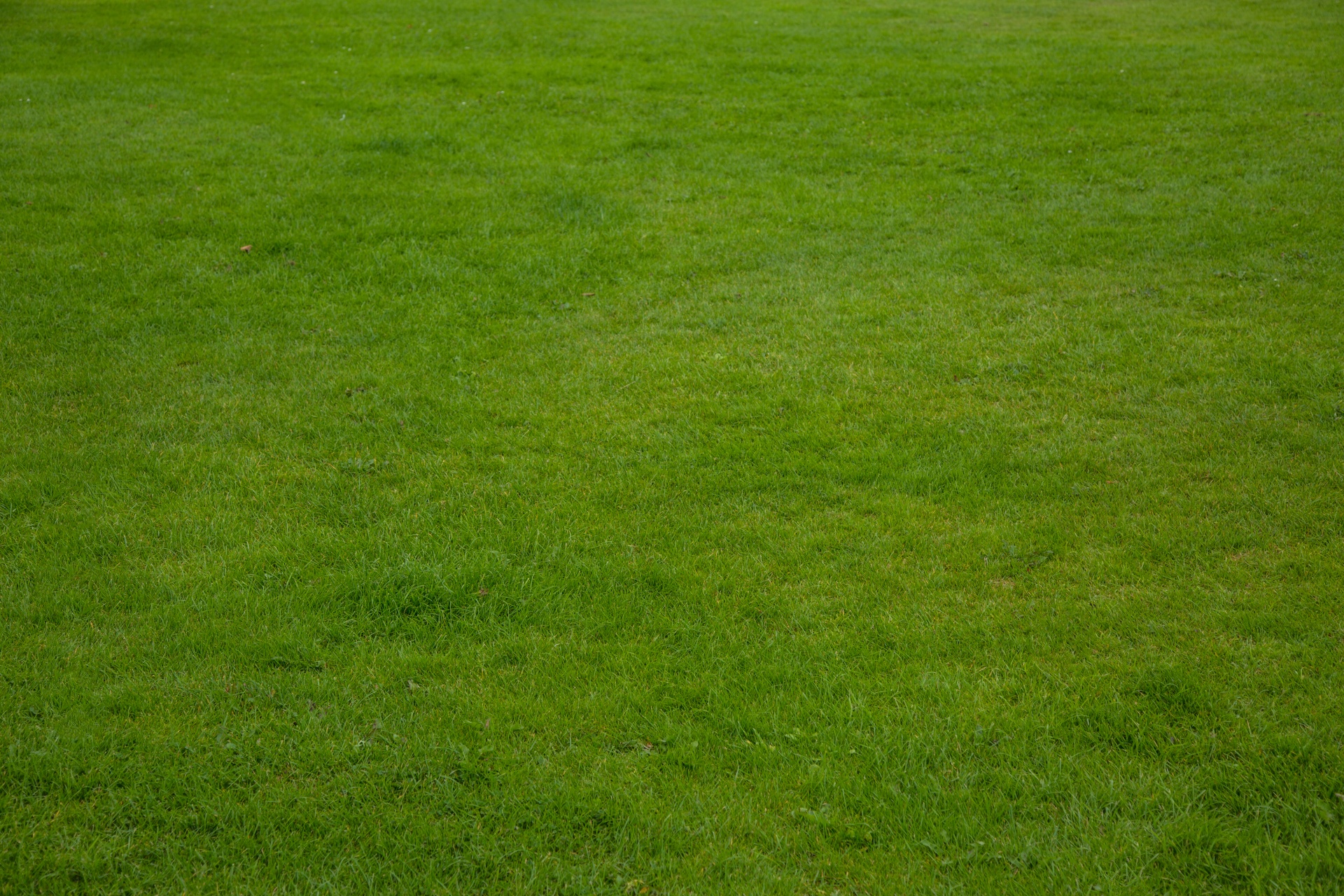 grass background green free photo