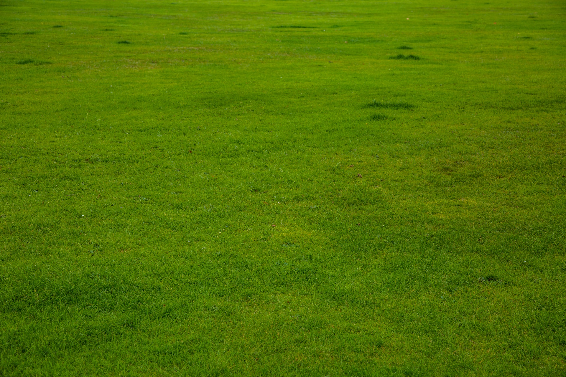 grass background green free photo