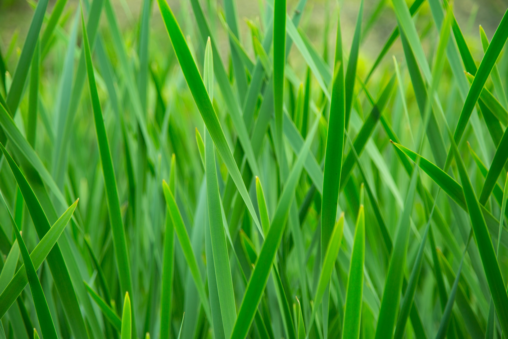 grass background green free photo