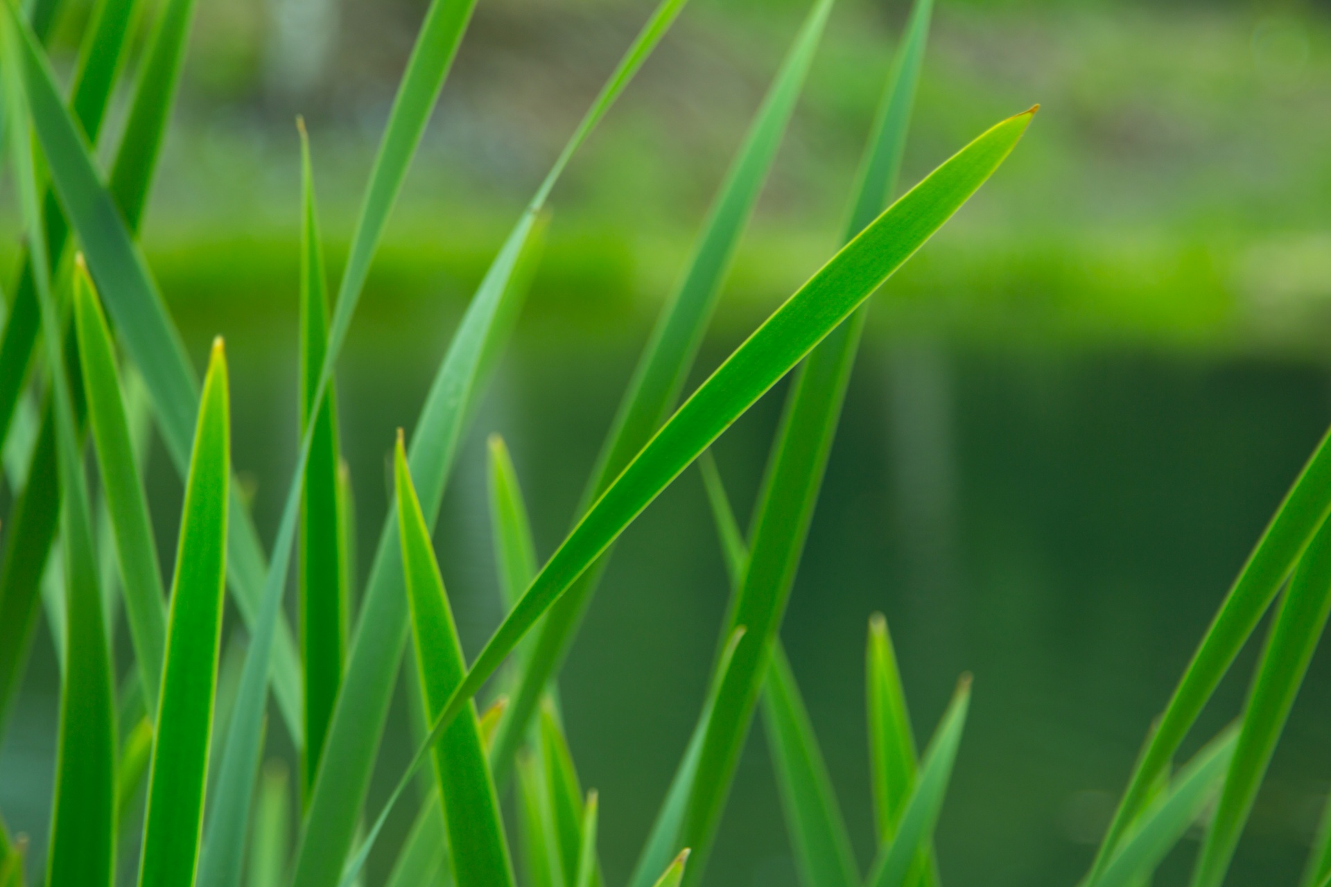 grass background green free photo