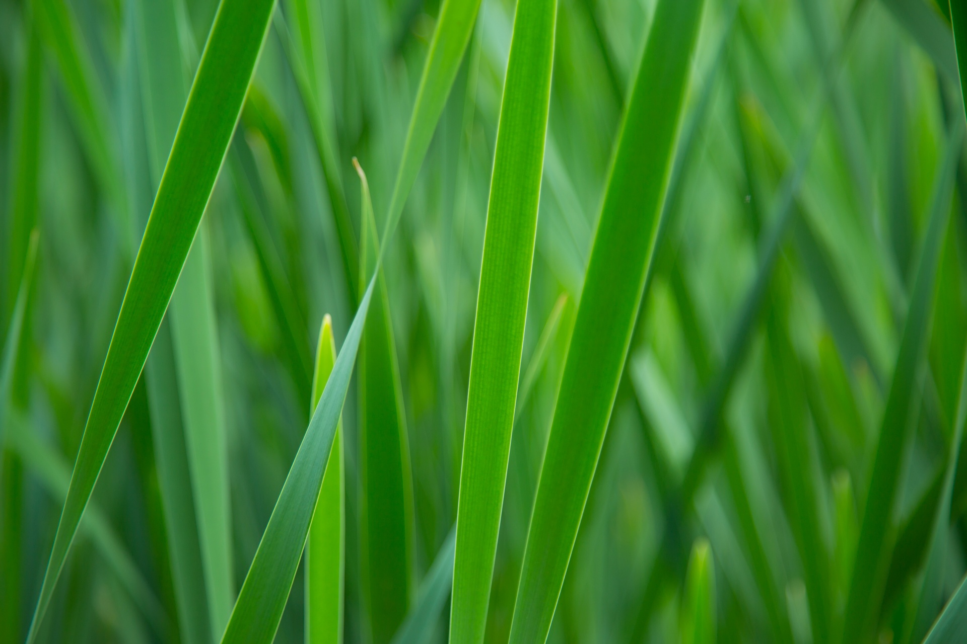 grass background green free photo