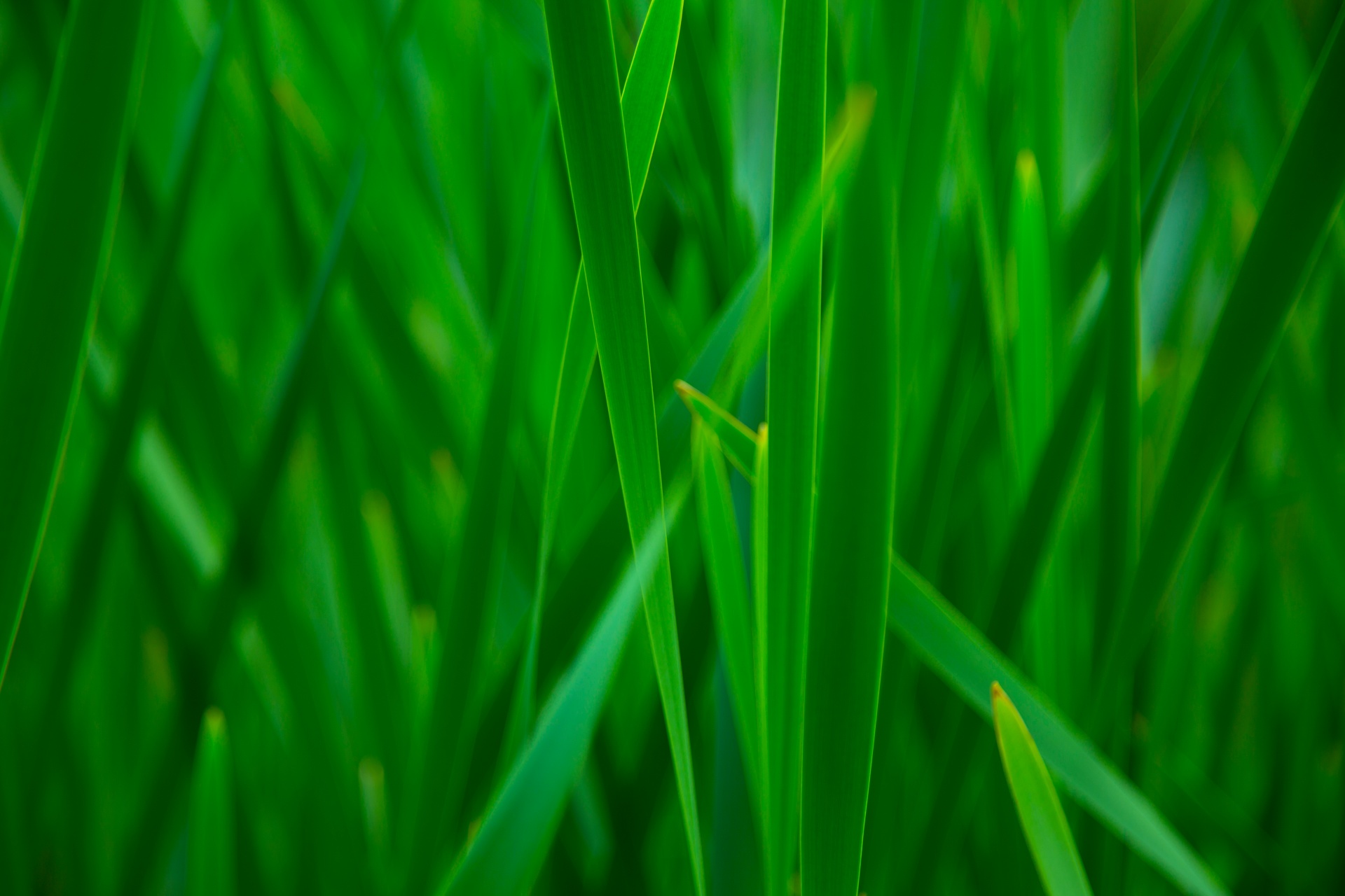 grass background green free photo